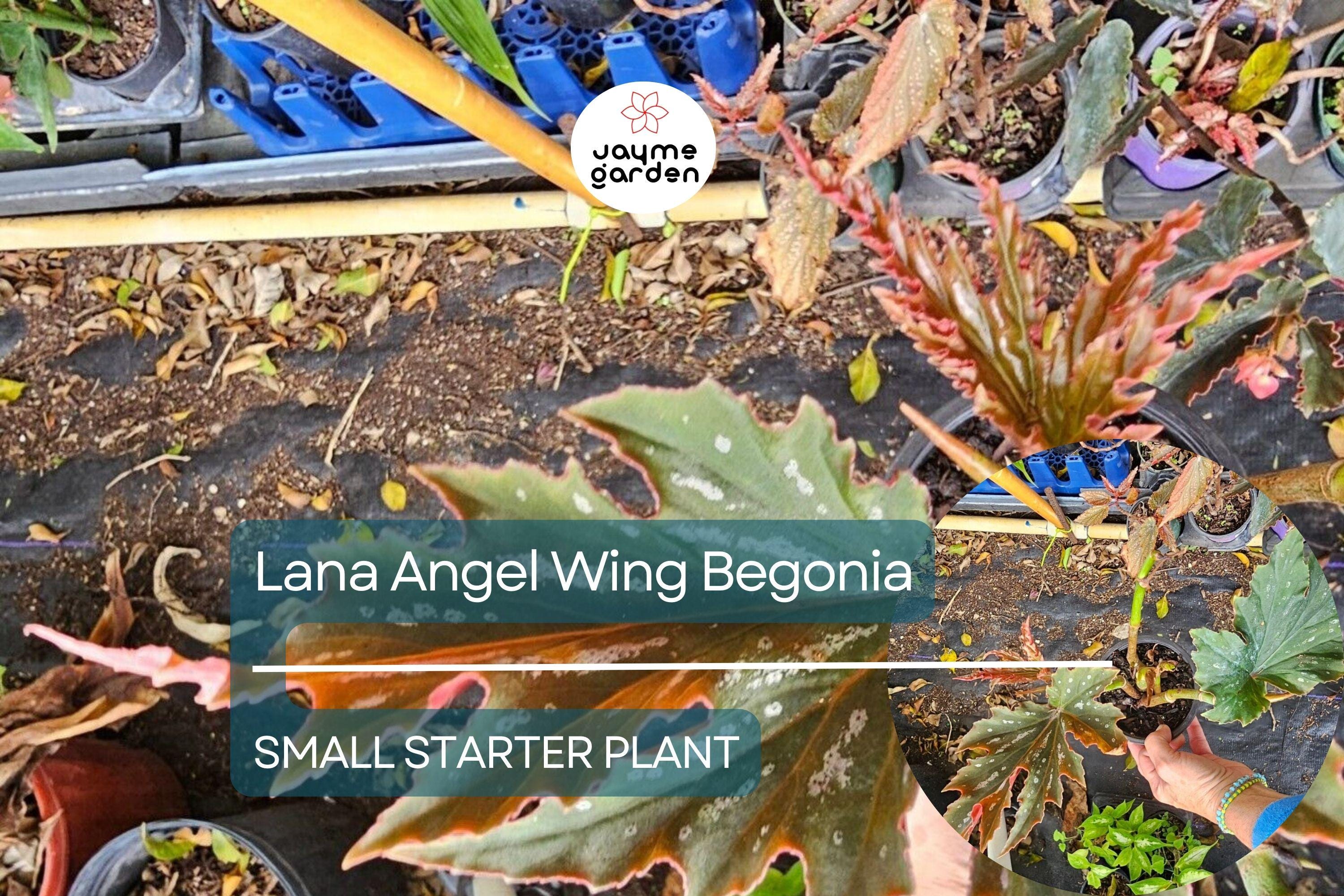 Lana Angel Wing Begonia Starter Plant - 10 Inches Tall - Bright Pink Flowers & Stunning Foliage for Indoor Decor Tropical Gardens