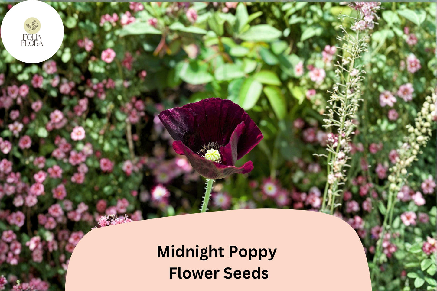 200+ Midnight Poppy Seeds for Garden Planting – Dark Purple to Black Blooms, Easy to Grow Annual Flowers