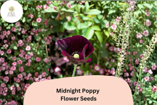 200+ Midnight Poppy Seeds for Garden Planting – Dark Purple to Black Blooms, Easy to Grow Annual Flowers