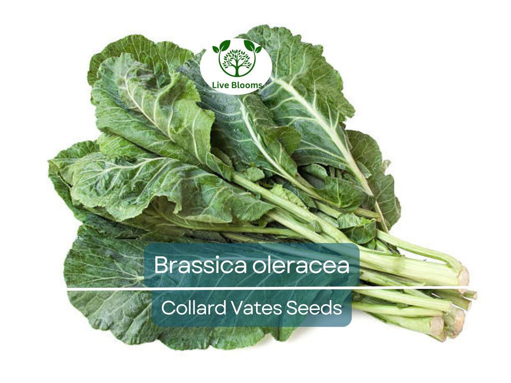 300 Seeds Collard Vates – Brassica oleracea | Heirloom Collard Greens for Planting, Gardening & Nutritious Harvests