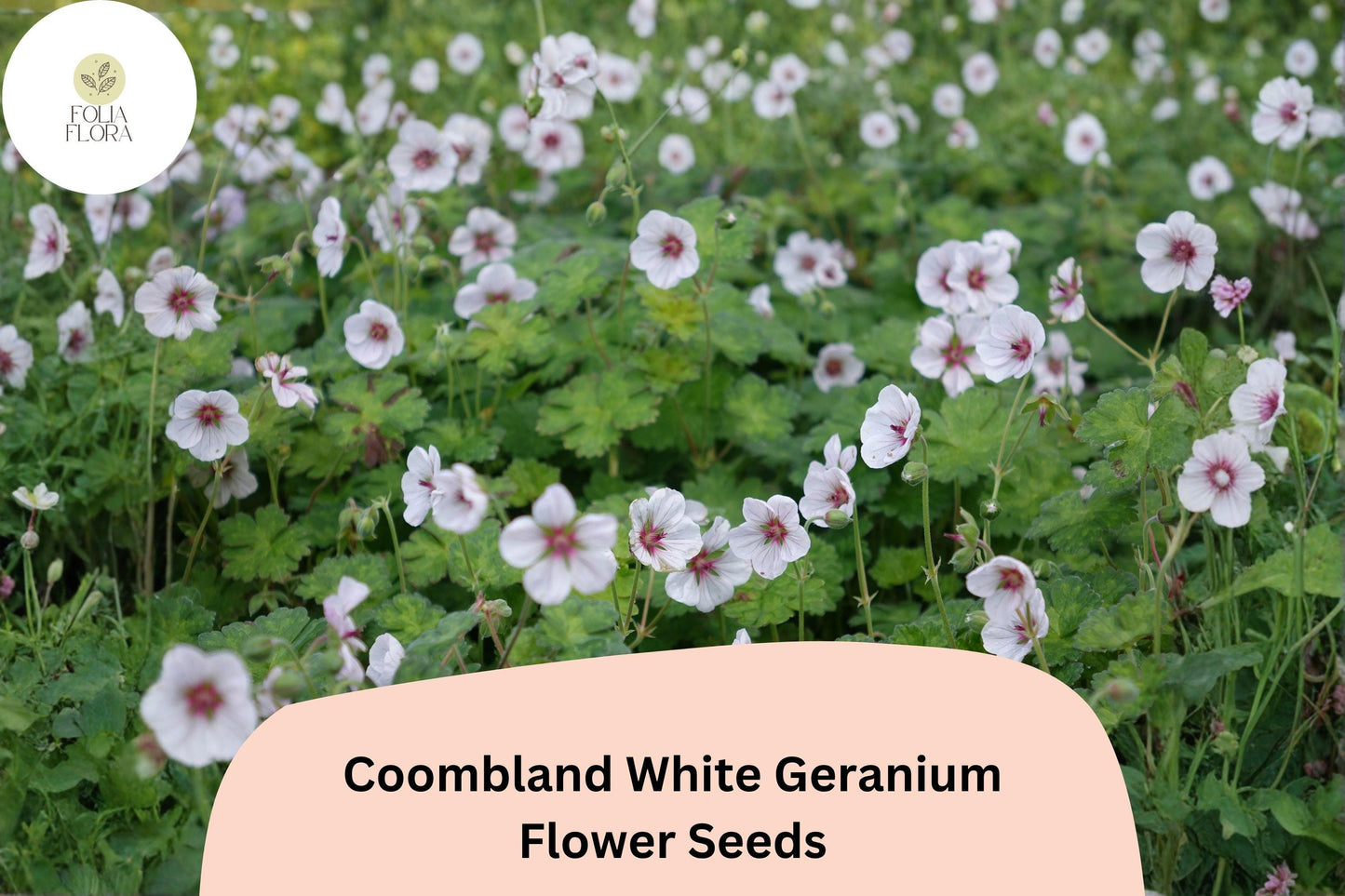 25+ Coombland White Geranium Seeds | White Hardy Cranesbill | Perennial Garden Flower & Ground Cover Plant