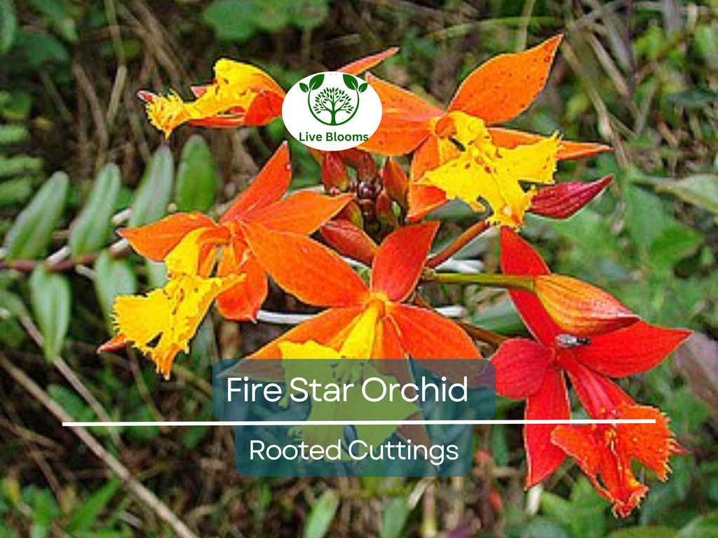 10 Rooted Cuttings Epidendrum Radicans - Ground Orchid, Fire Star Orchid - Live Plants for Sale
