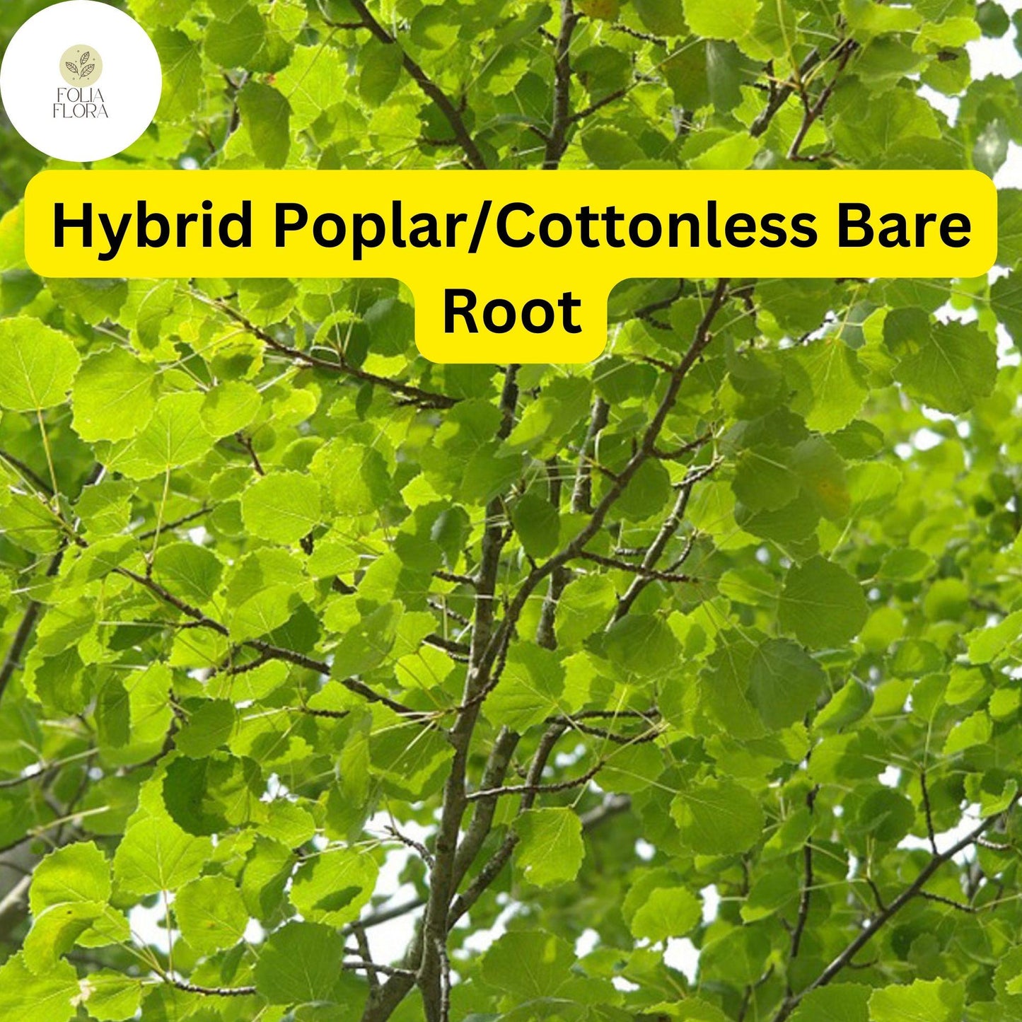1 Live Bare Root Plant Hybrid Poplar Tree, Cottonless Cottonwood, 2-3 Feet, Fast-Growing Shade Tree