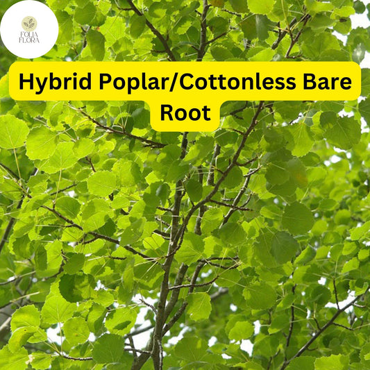 1 Live Bare Root Plant Hybrid Poplar Tree, Cottonless Cottonwood, 2-3 Feet, Fast-Growing Shade Tree
