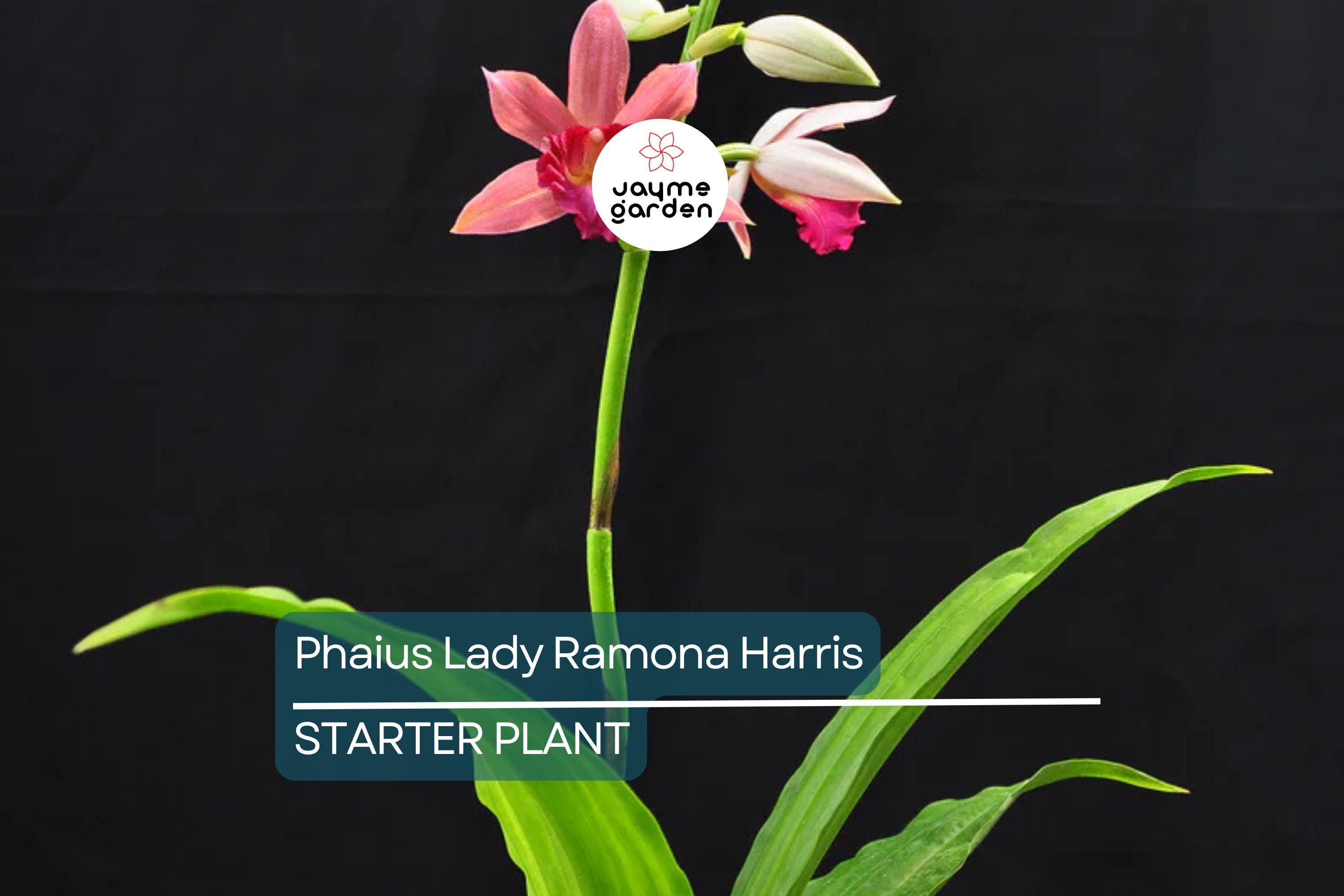 Phaius Lady Ramona Harris ‘Looking @ You’ Orchid | Live Plant | Red-Maroon Flowers | 3-Inch Pot | Indoor/Outdoor Subtropical Orchid