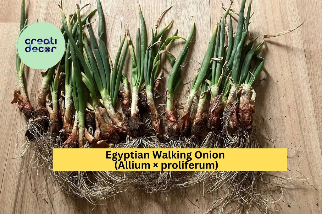 Egyptian Walking Onion | Allium × proliferum | Set of 5 Bare Root Perennial Onion Plants | Hardy Heirloom Vegetable