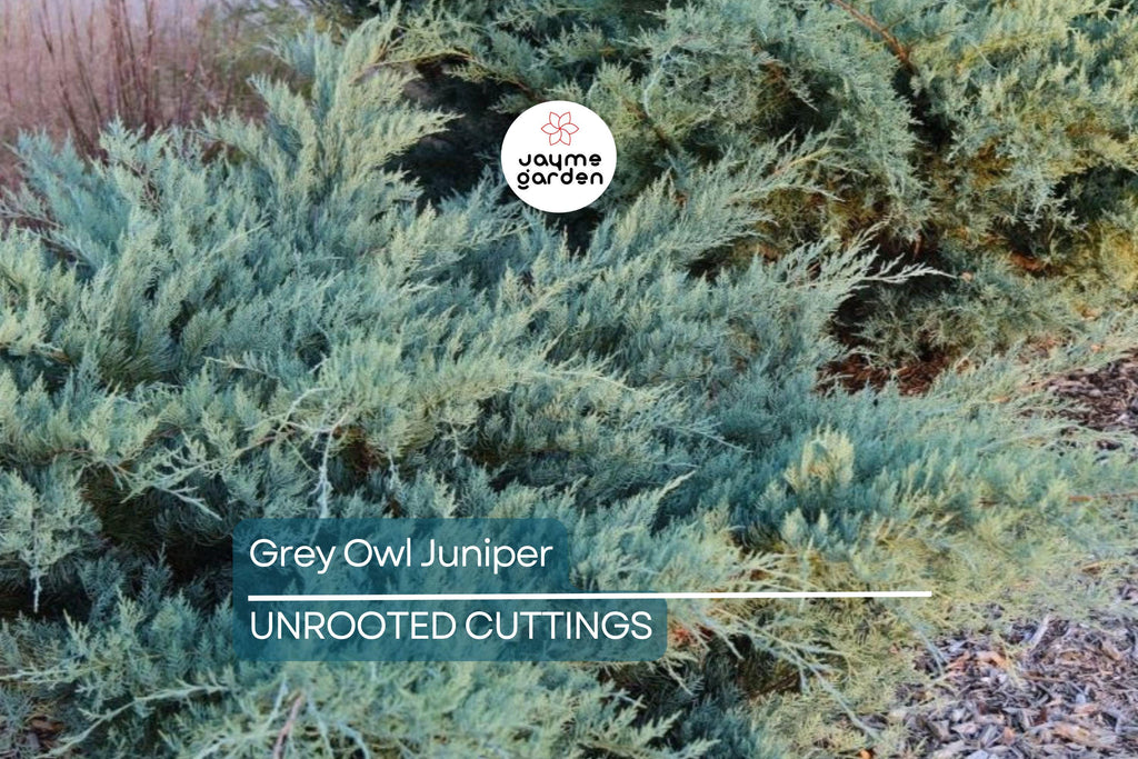 4 Fresh Cuttings Grey Owl Spreading Juniper (5-7") - Silvery Grey Evergreen Shrub, Drought Tolerant