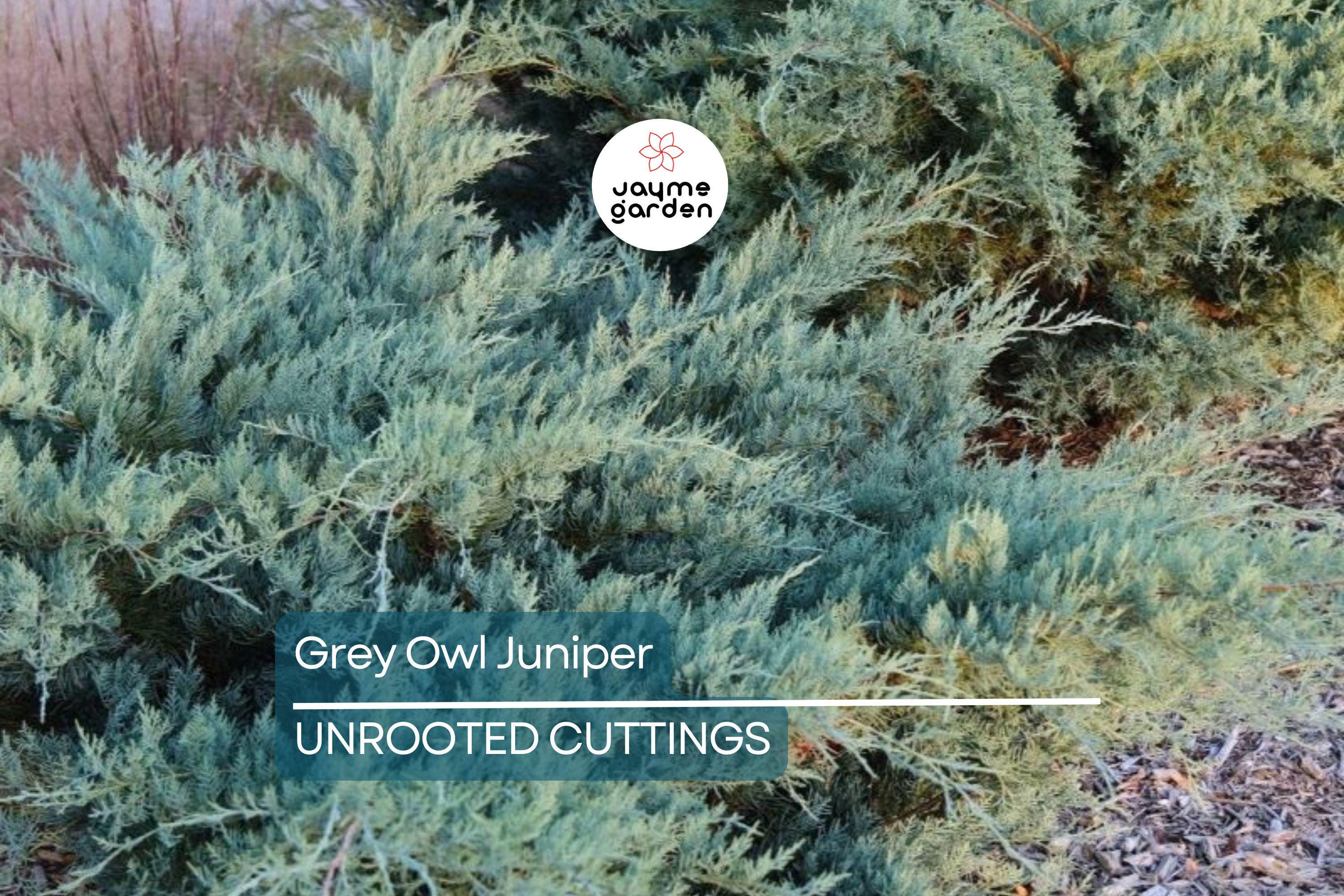 4 Fresh Cuttings Grey Owl Spreading Juniper (5-7") - Silvery Grey Evergreen Shrub, Drought Tolerant