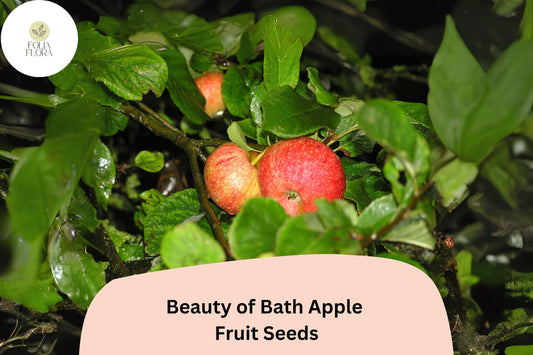 25+ Beauty of Bath Apple Seeds for Planting | Early Heirloom Apple Tree | Sweet Juicy Fruit | Rare Garden Orchard Seeds