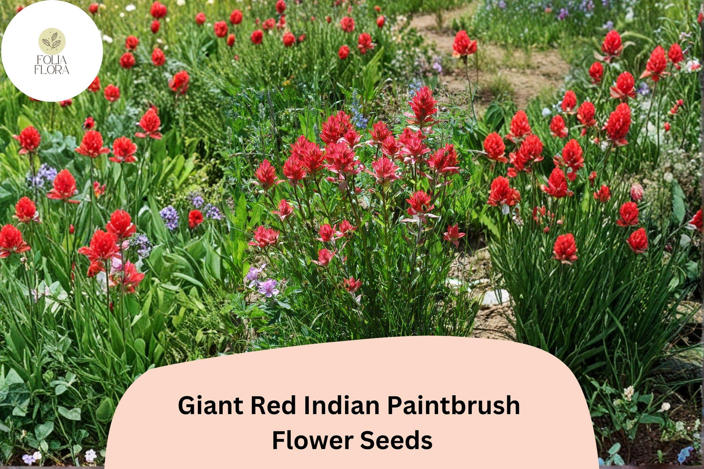 300 Castilleja miniata Seeds | Giant Red Indian Paintbrush | Native Wildflower for Meadow & Pollinator Gardens