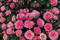 Queen Elizabeth Rose 3 Cuttings 6-8" Unrooted (Rosa ‘Queen Elizabeth’) Hybrid Tea Rose