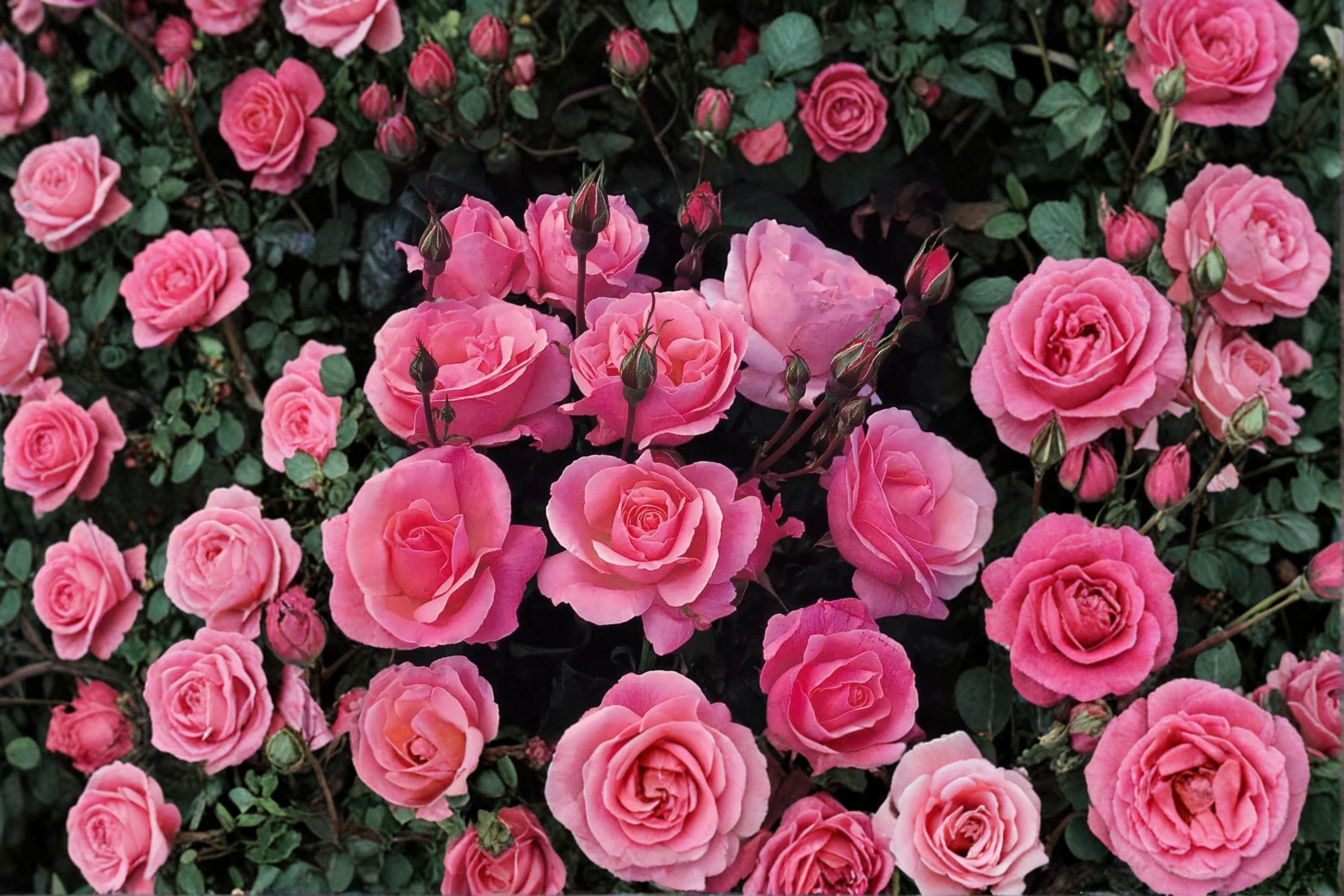 Queen Elizabeth Rose 3 Cuttings 6-8" Unrooted (Rosa ‘Queen Elizabeth’) Hybrid Tea Rose