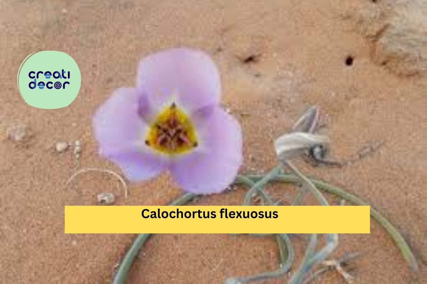 Calochortus flexuosus Seeds (30) – Desert Mariposa Lily, Native Wildflower, Rare Perennial Bulb, Drought-Tolerant, Pink Blooms