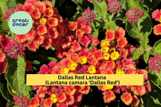 Dallas Red Lantana Plant | Lantana camara ‘Dallas Red’ | 1 Gallon Fully Rooted Live Perennial Flowering Shrub