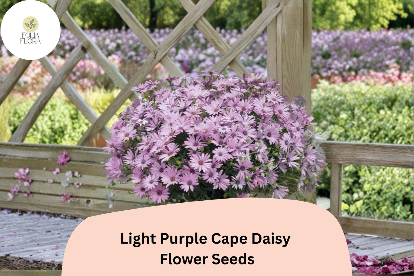 200+ Light Purple Cape Daisy Seeds | Vibrant African Daisy | Long Blooming Garden Flower | Easy to Grow