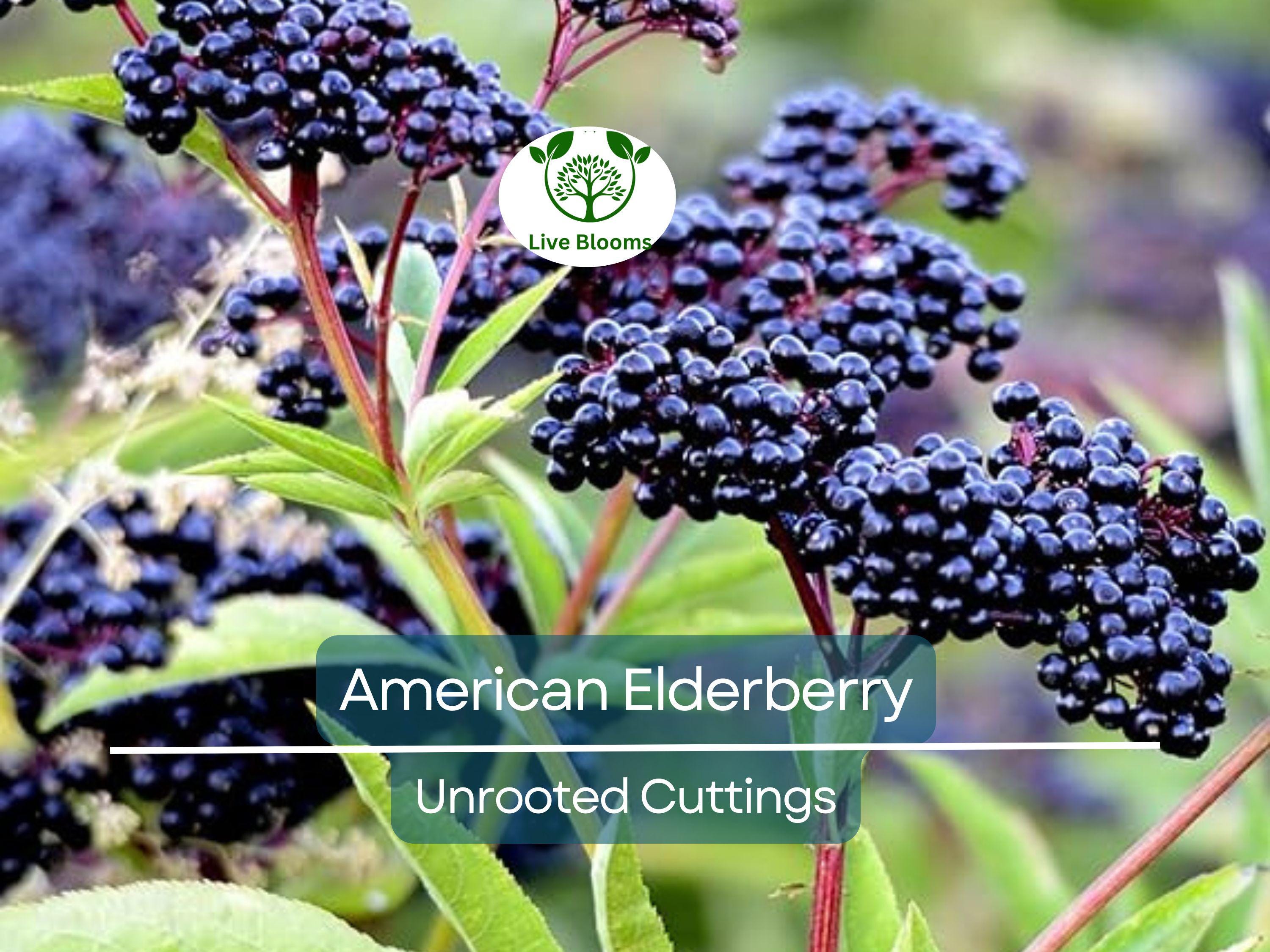 10 American Elderberry Unrooted Cuttings - Sambucus Canadensis - Elderberry Plant for Health, Home Garden Berries