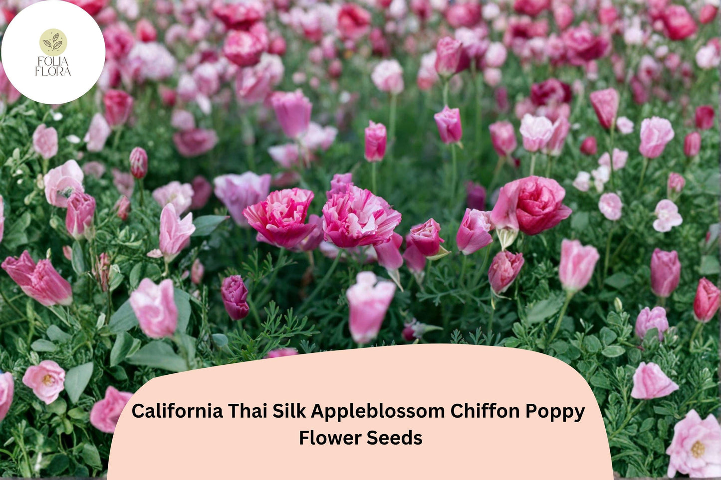 200+ California Thai Silk Appleblossom Chiffon Poppy Seeds for Garden Planting