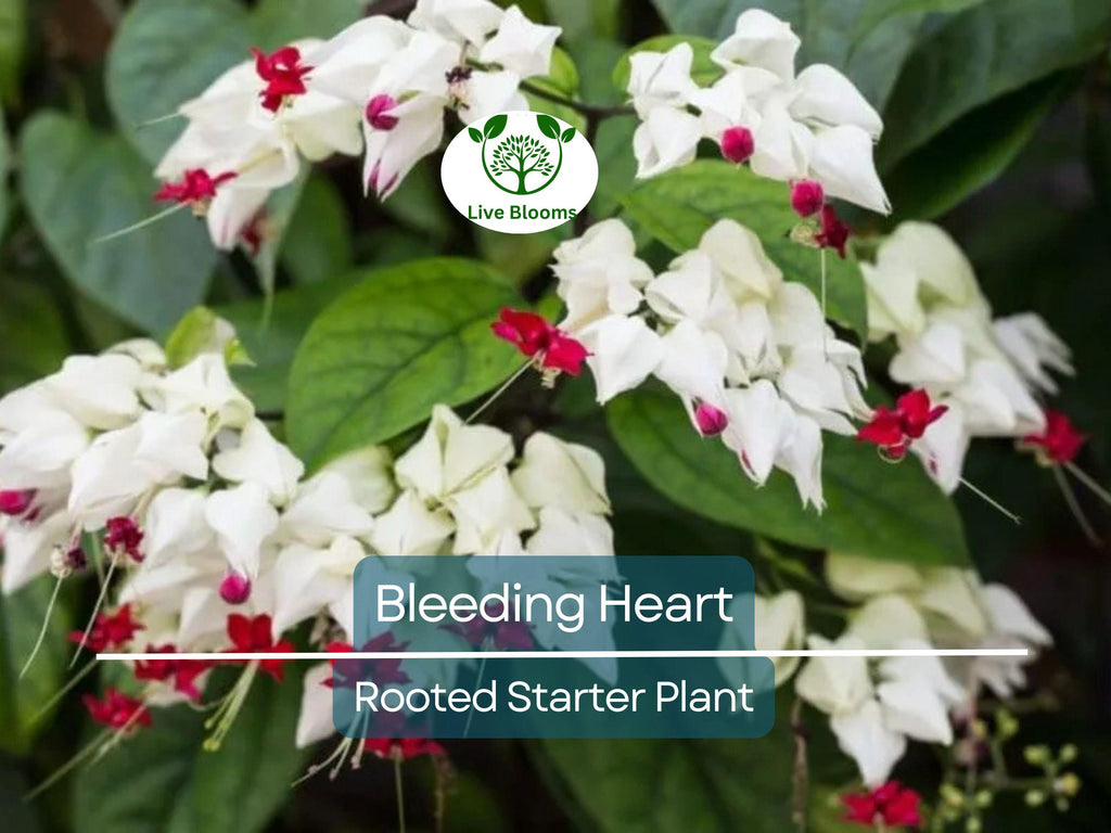 1 Bleeding Heart Rooted Starter Plant - Clerodendrum thomsoniae, White & Red Blooms, Hardy Vine for Garden, Perfect for Landscapes