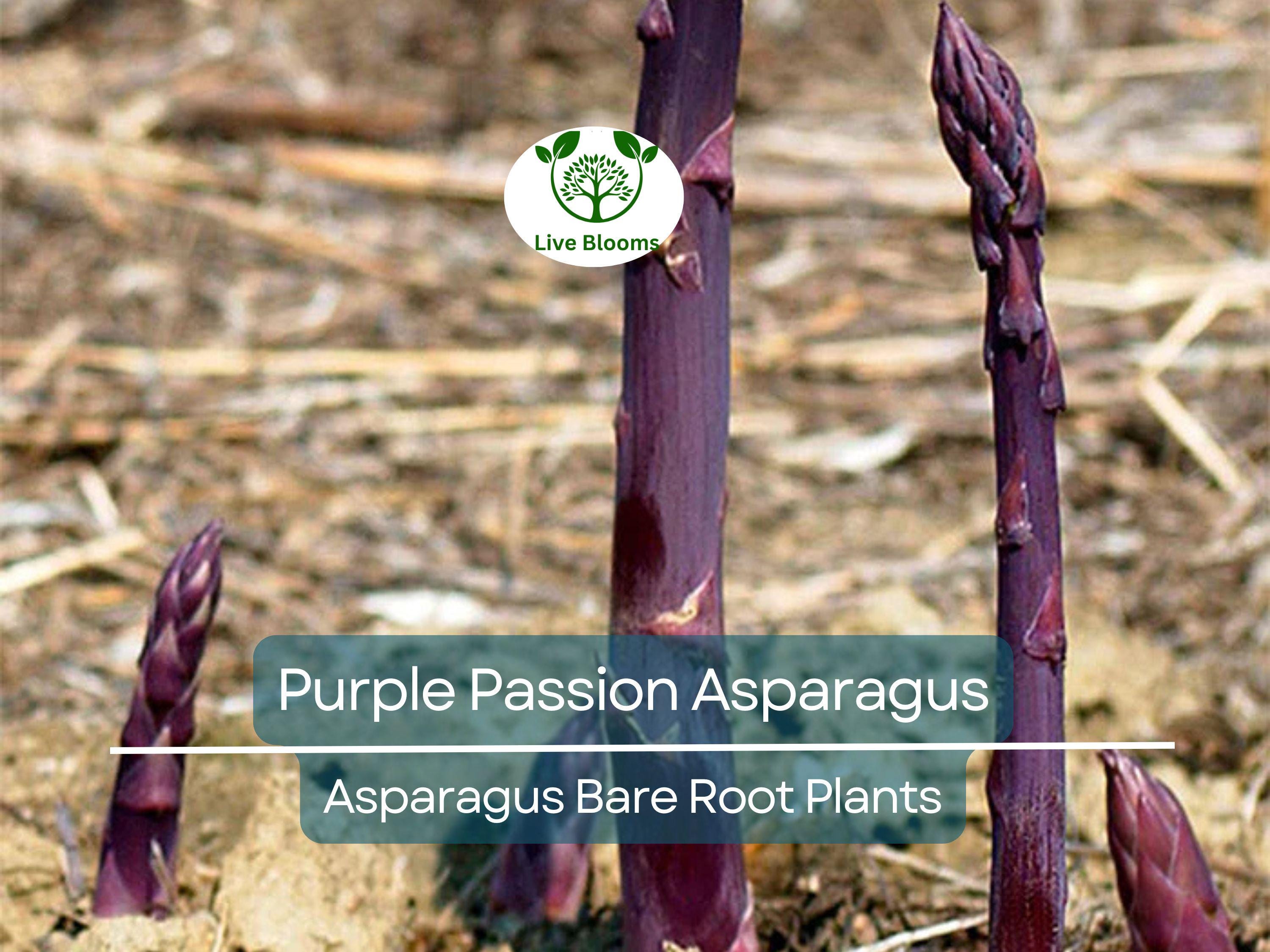 10 Purple Passion Asparagus Crowns – 2-Year Bare Root Plants – Sweet, Tender, Vibrant Spears – Perennial Vegetable for Garden