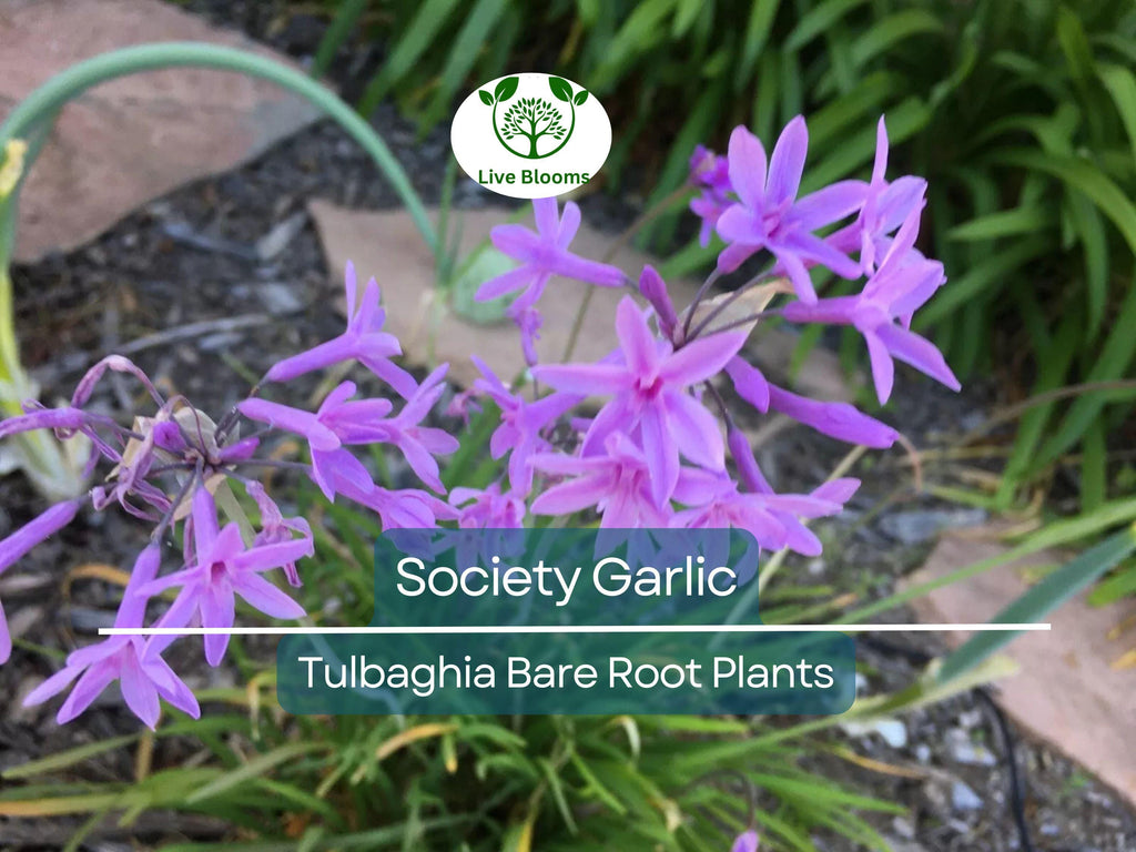 10 Society Garlic Plants – Live Bare Root Bulbs – Tulbaghia violacea – Fragrant Edible Leaves & Purple Flowers – Drought Tolerant
