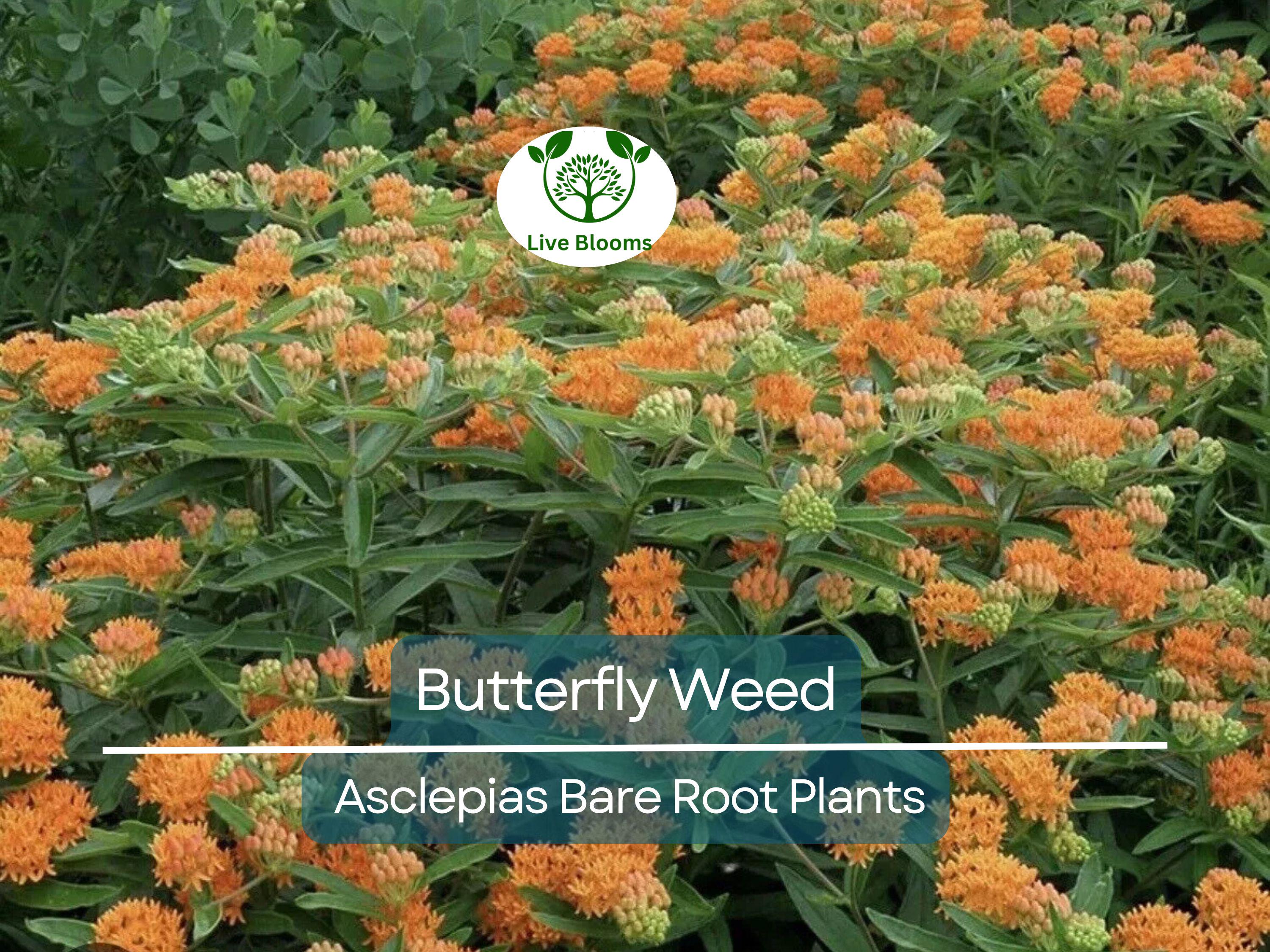 10 Butterfly Weed Plants - Asclepias tuberosa Bare Root - Monarch Host Plant, Pollinator Perennial, Drought Tolerant, Native Wildflower