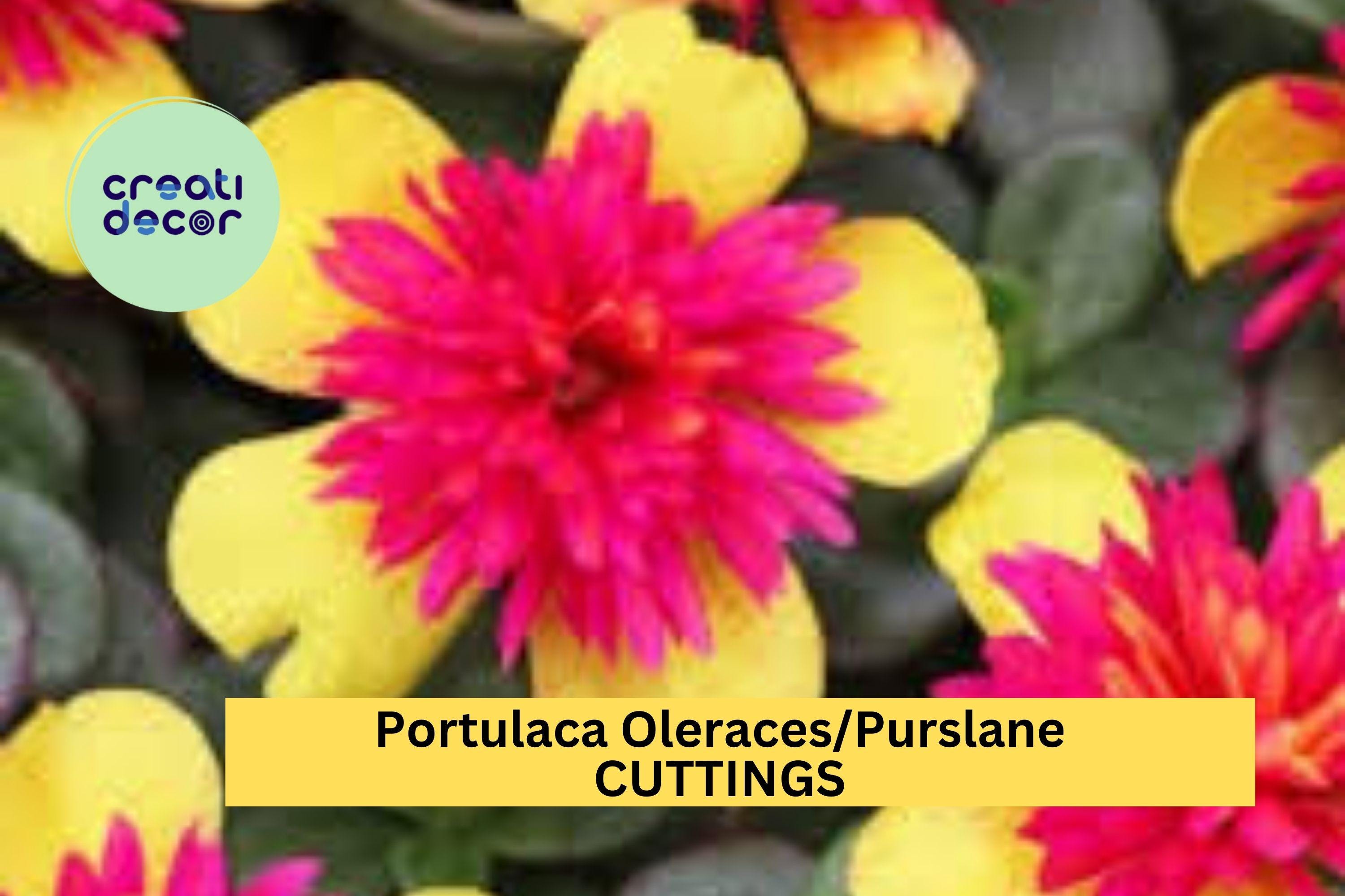 5 Double Guava Portulaca Cuttings – Purslane (Portulaca oleracea) with Vibrant Blooms for Pots, Borders, Hanging Baskets – USA