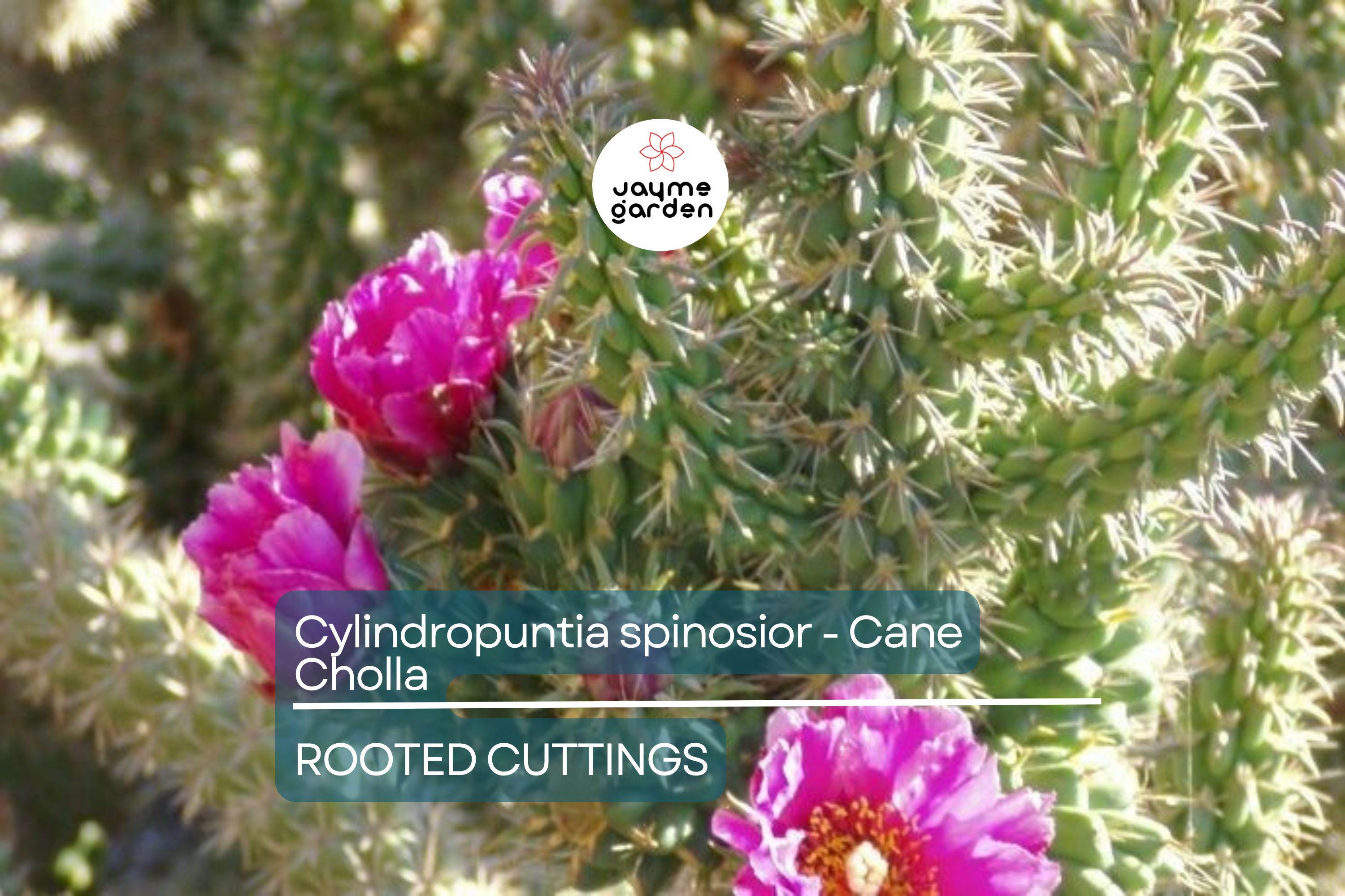 Cylindropuntia Spinosior - Cane Cholla Rooted Cutting | Hardy Cholla Cactus | White Spines & Pink Flowers | Drought-Tolerant