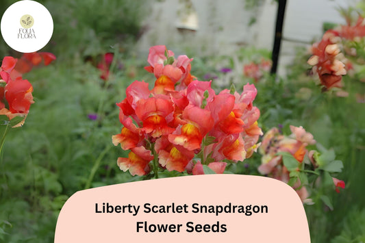 Antirrhinum majus Liberty Scarlet Snapdragon Seeds – 1000+ Bold Red Blooms for Garden & Cut Flowers