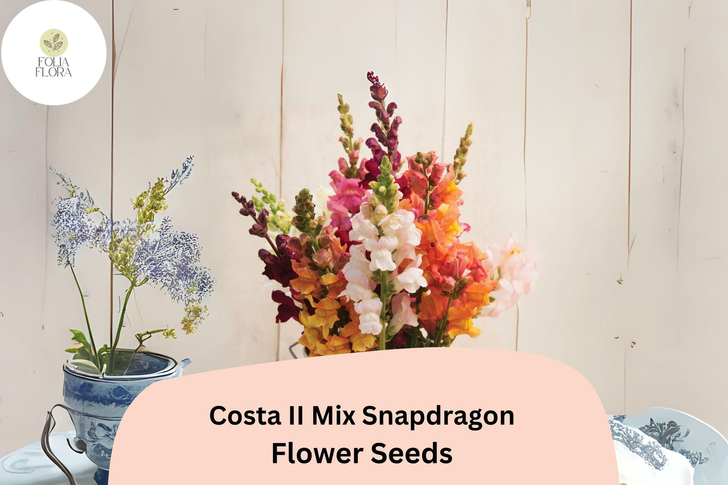 Costa II Mix Snapdragon Seeds (Antirrhinum majus) | 1000+ Seeds | Vibrant Mixed Colors for Garden & Cut Flower Arrangements