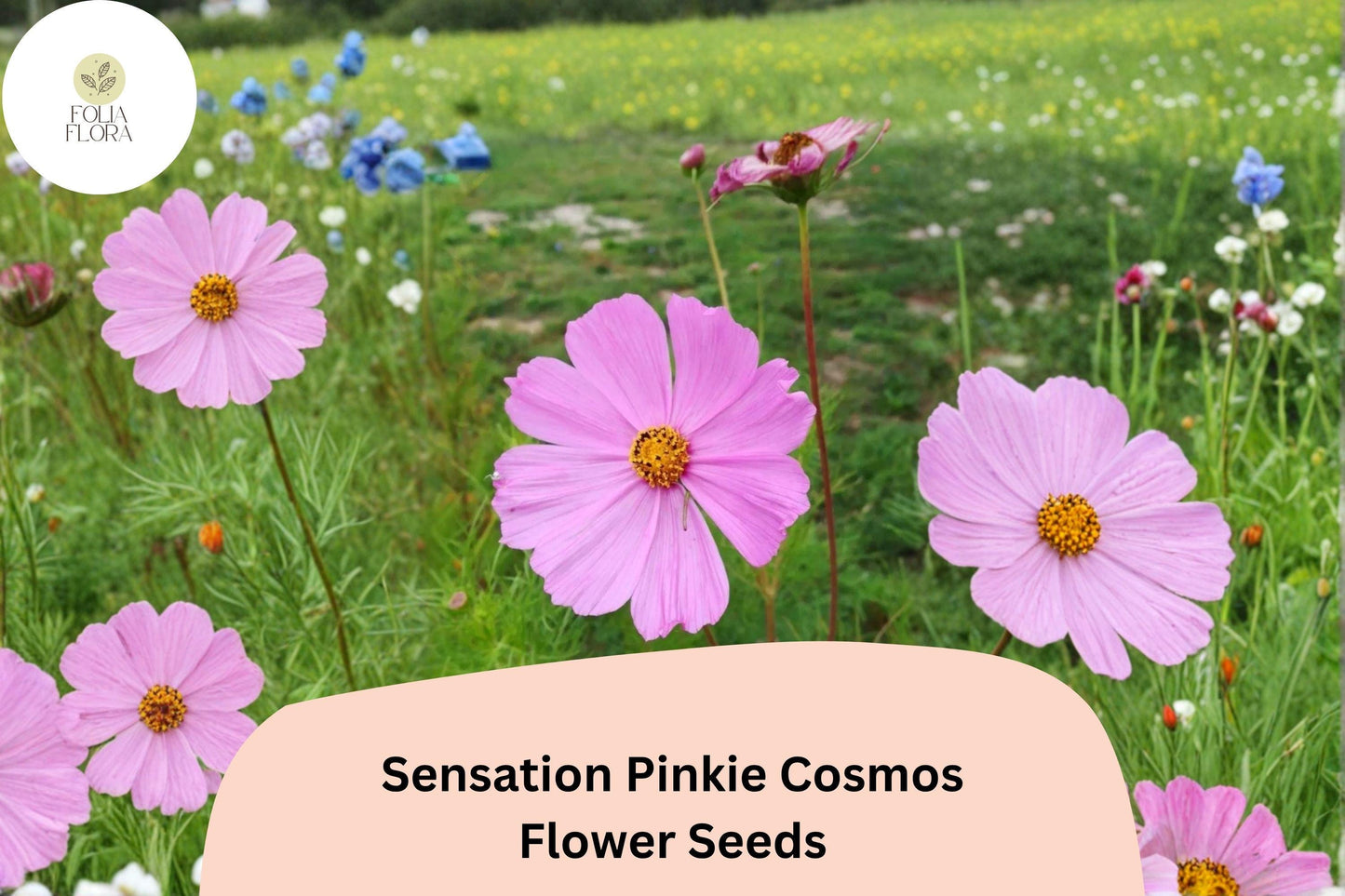 200+ Sensation Pinkie Cosmos Seeds | Cosmos bipinnatus Bright Pink Blooms | Easy Annual Garden Flower Seeds