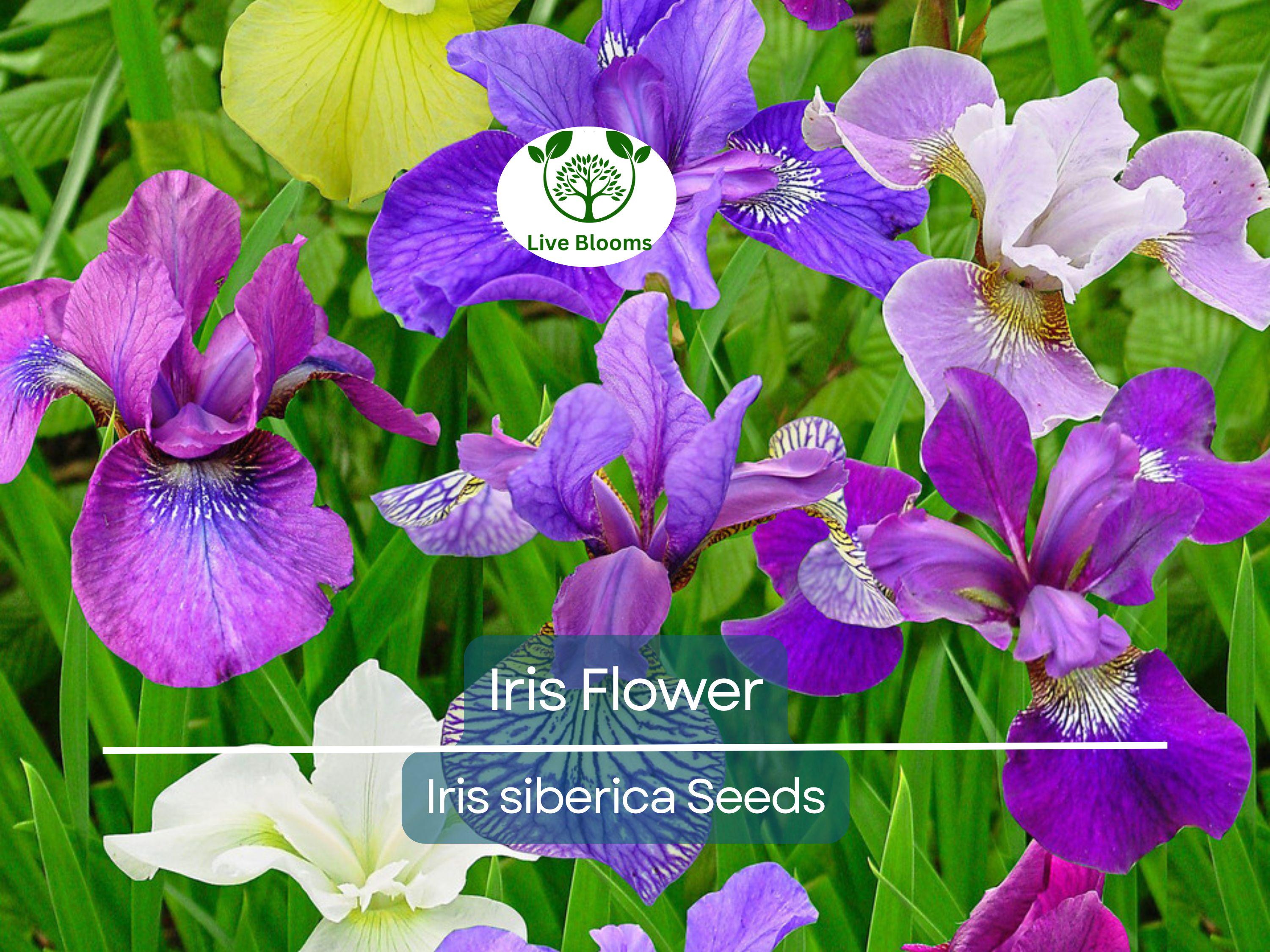 30 Iris Flower Seeds (Iris siberica) Colorful Mix, Purple, White, Red, Blue, Siberian Iris, Easy to Grow, Vibrant Outdoor Garden Flowers