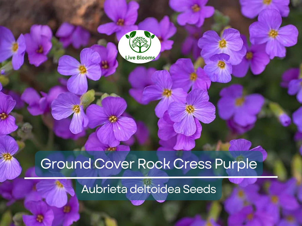 1000 Seeds Ground Cover ROCK CRESS Purple (Aubrieta deltoidea) Fragrant Flowers, Non-GMO, Pollinator Friendly, Perfect for Garden Borders