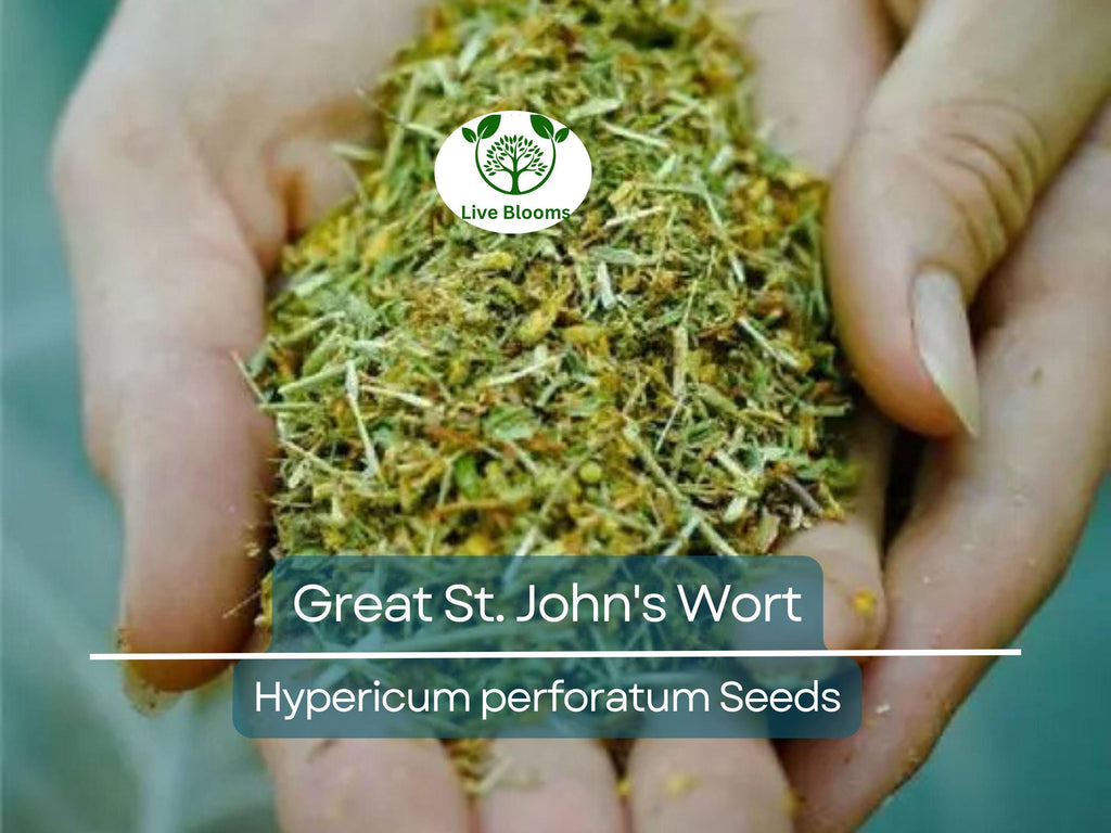 1000 Seeds Great St. John's Wort, Hypericum Perforatum, Yellow Herb Perennial, Non-GMO Herb, Easy-Grow for Gardens