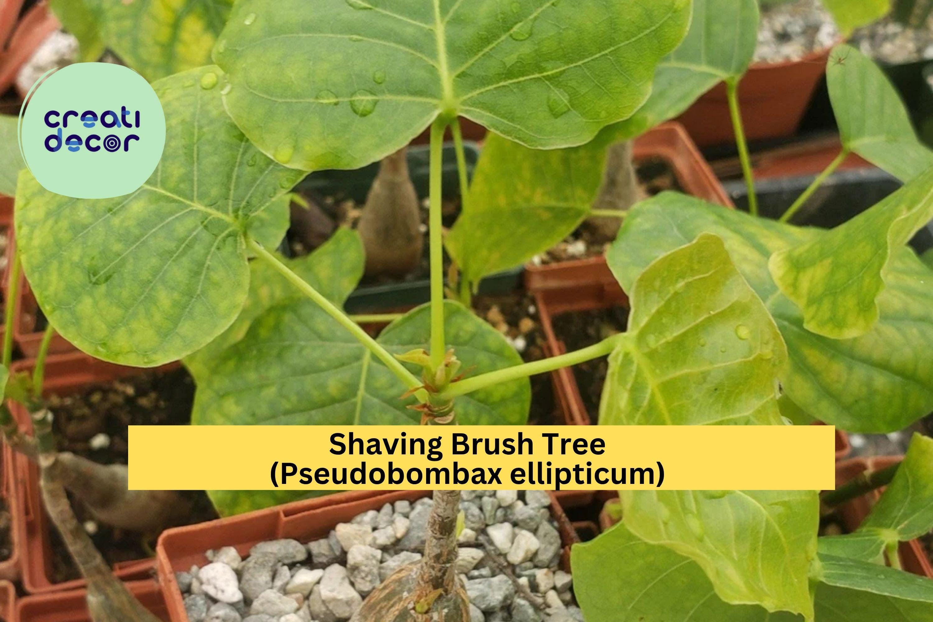 Shaving Brush Tree – Pseudobombax ellipticum Live Plant in 4" Pot, Tropical Caudex Tree with Pink Brush Flowers, Ornamental Succulent Form