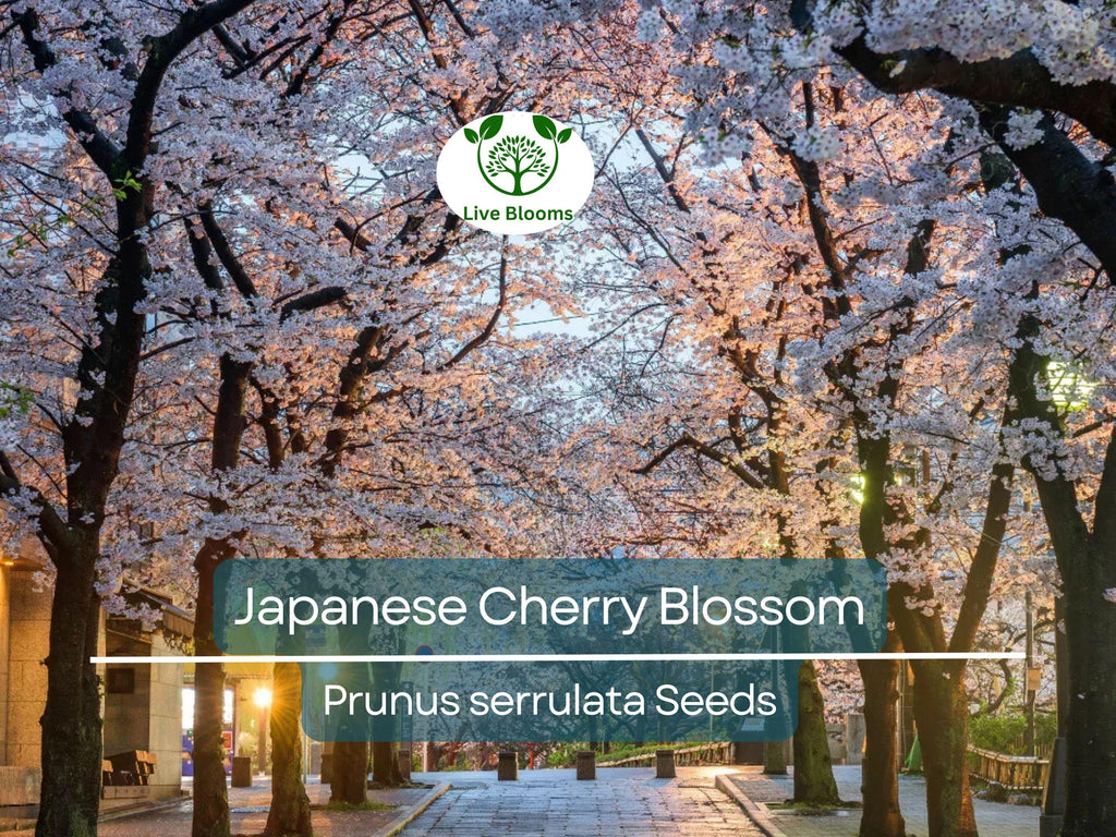 20 Japanese Cherry Blossom Tree Seeds (Prunus serrulata) | Pink Flowering Sakura Bonsai, Beautiful Spring Blooms, Ornamental Tree