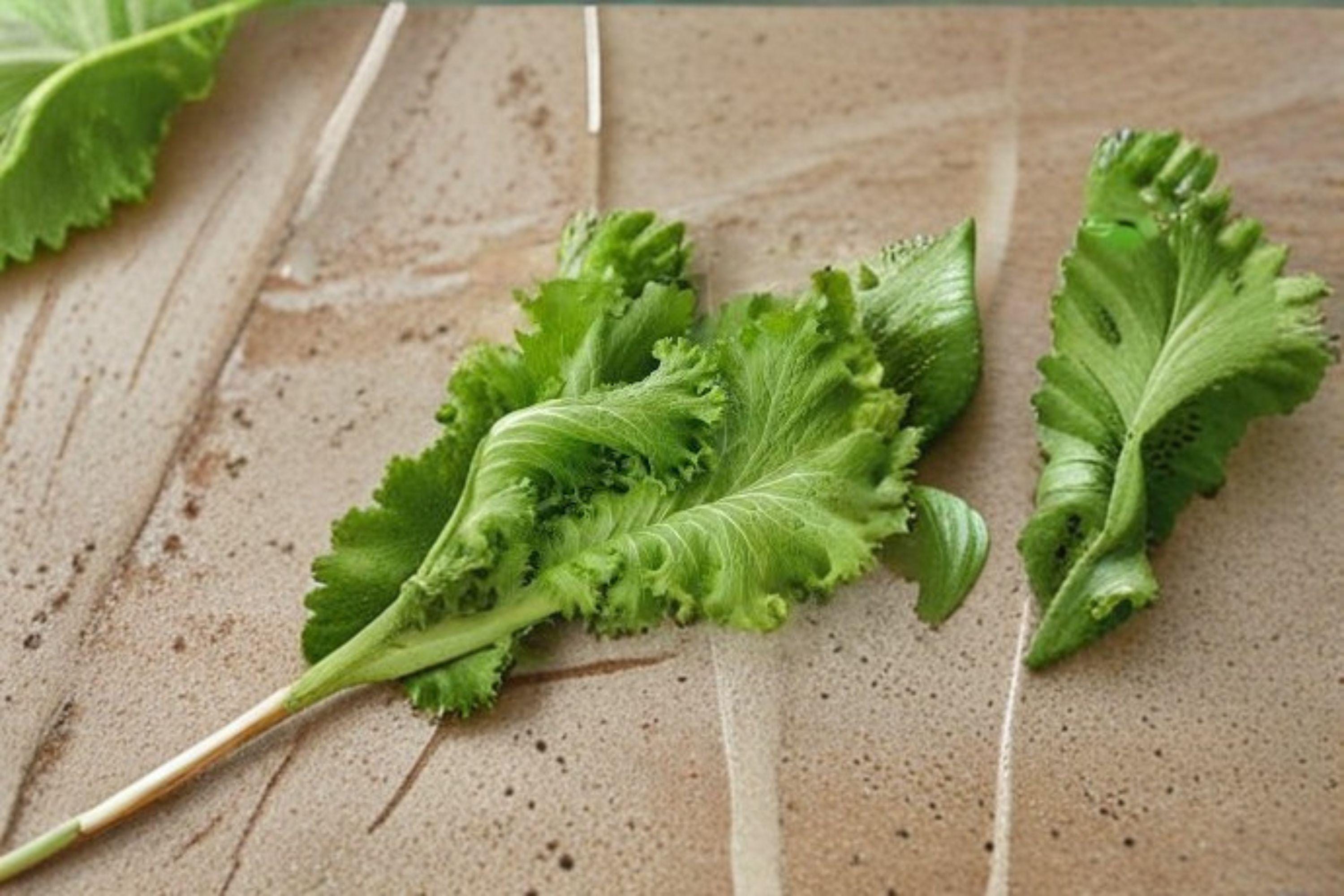 Mustard – Southern Giant Curled 500 Seeds | Heirloom Mustard Green | Large Curled Leaves | Bold Southern Flavor