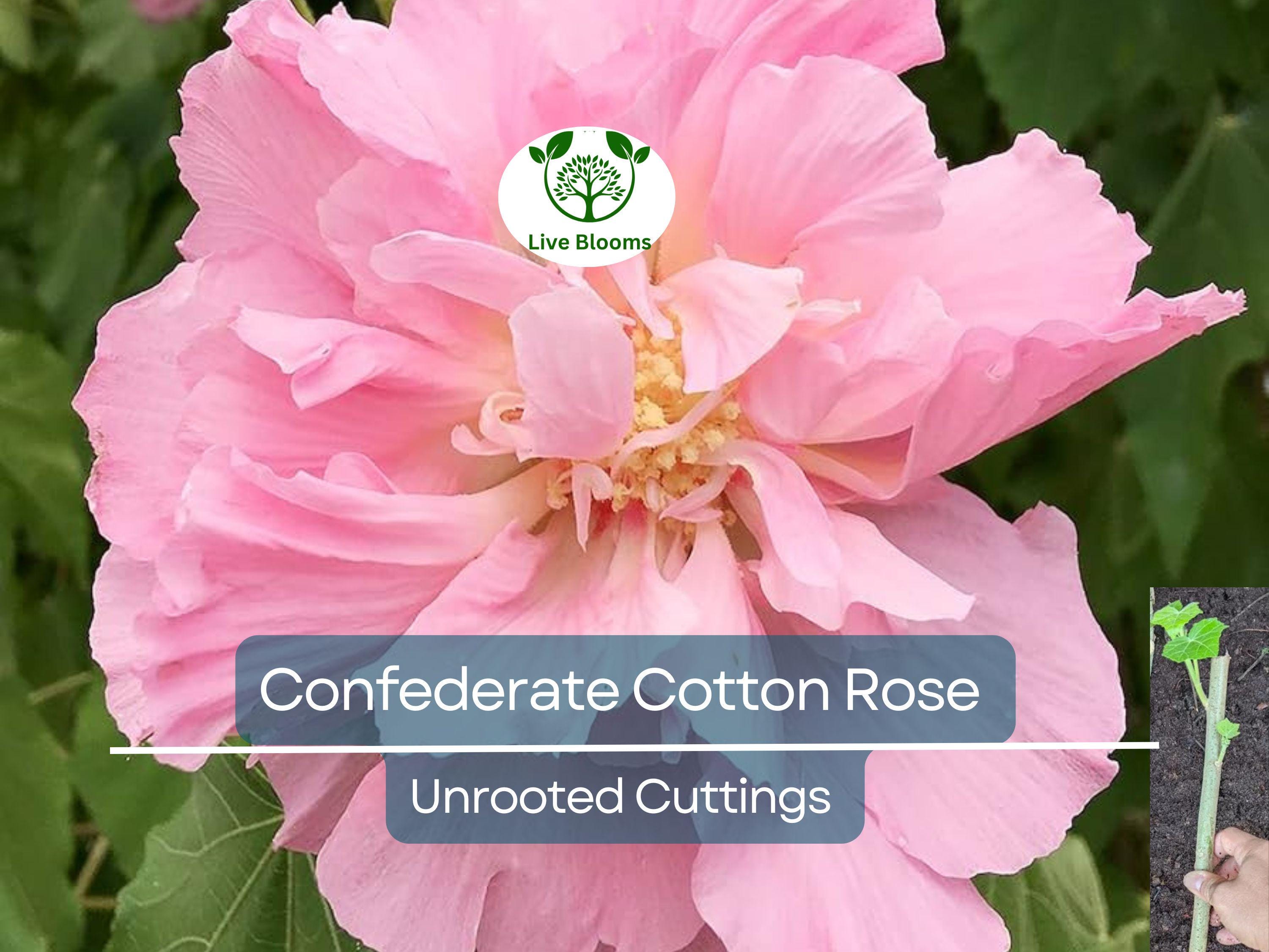 4 Confederate Cotton Rose Unrooted Cuttings - Hibiscus mutabilis, Color Changing Flowers, Hardy, Unique Flowering Plant, Flowering Cutting