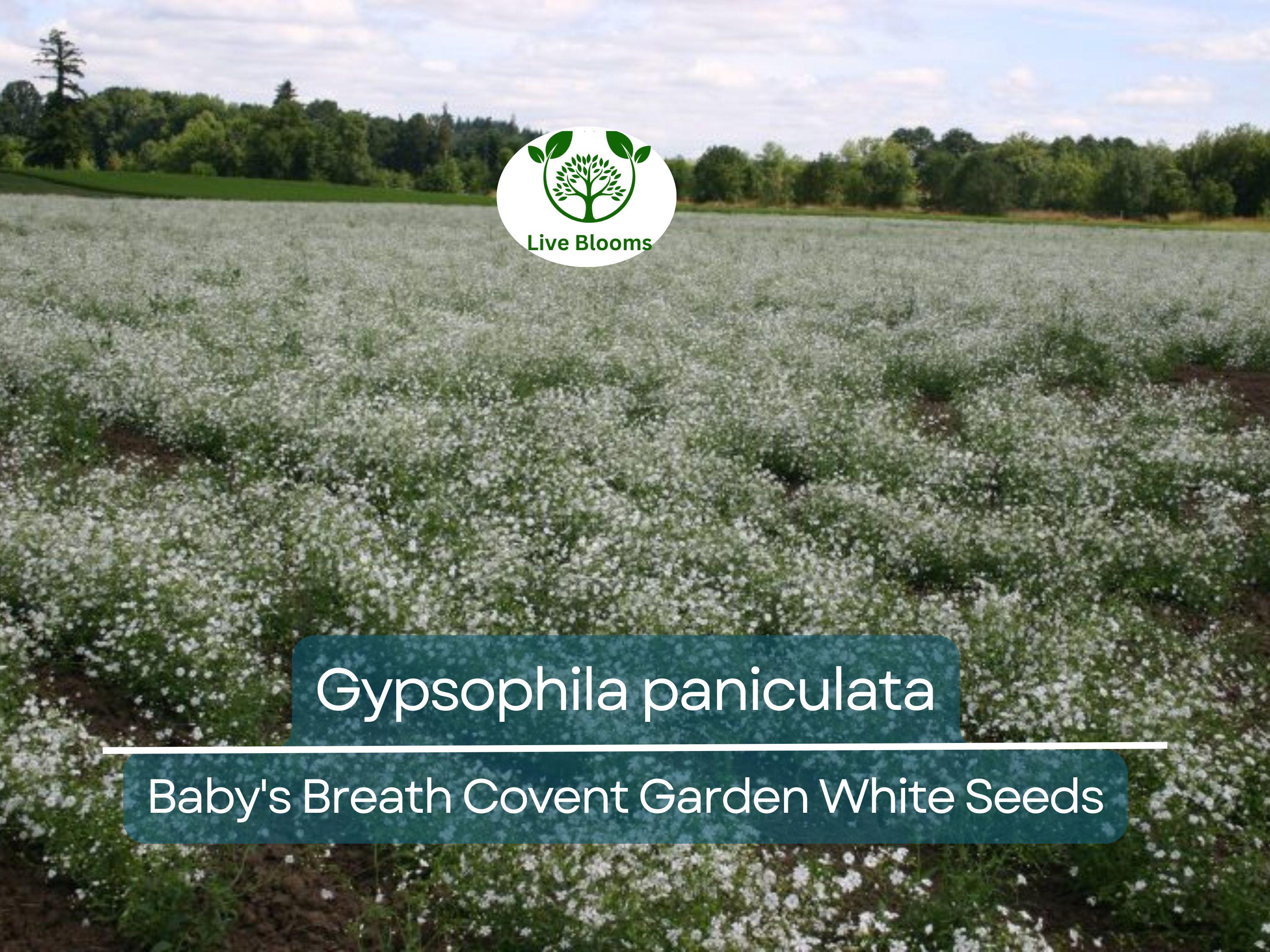100 Seeds Baby's Breath Covent Garden White (Gypsophila paniculata) - White Flowers for Planting, Wedding, Perennial, Drought Tolerant