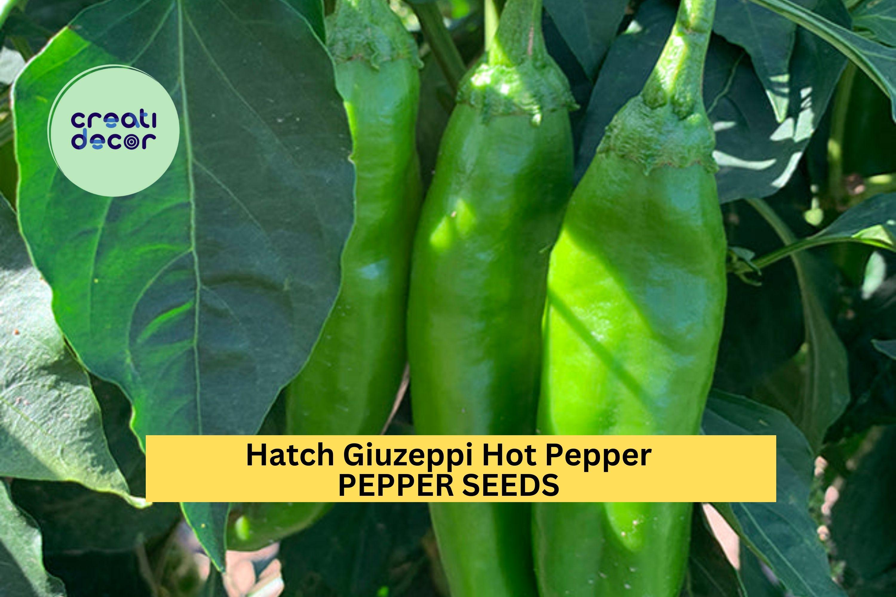3pcs of 250mg Hatch Giuzeppi Hot Pepper Seeds – Flavorful, Medium-Heat Chili Seeds for Planting – Ideal for Roasting & Salsas