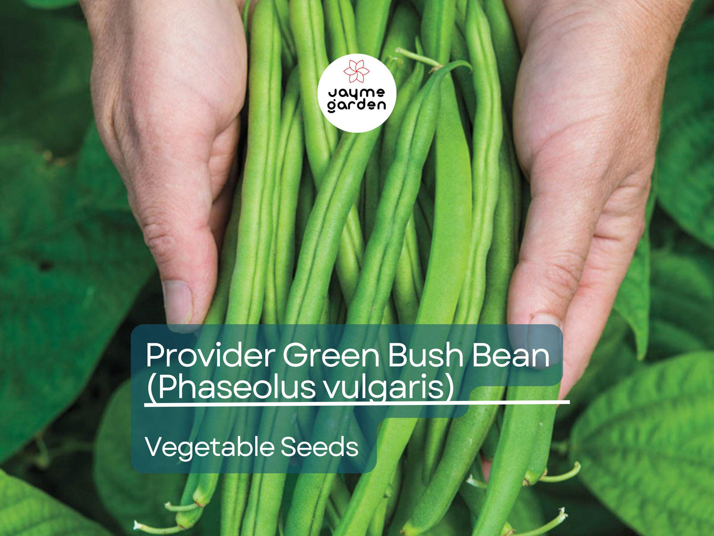 Provider Green Bush Bean 5 Gram Seeds For Planting - Heirloom Non-GMO Variety - High-Yield, Fast-Growing Beans for Garden Beds & Containers
