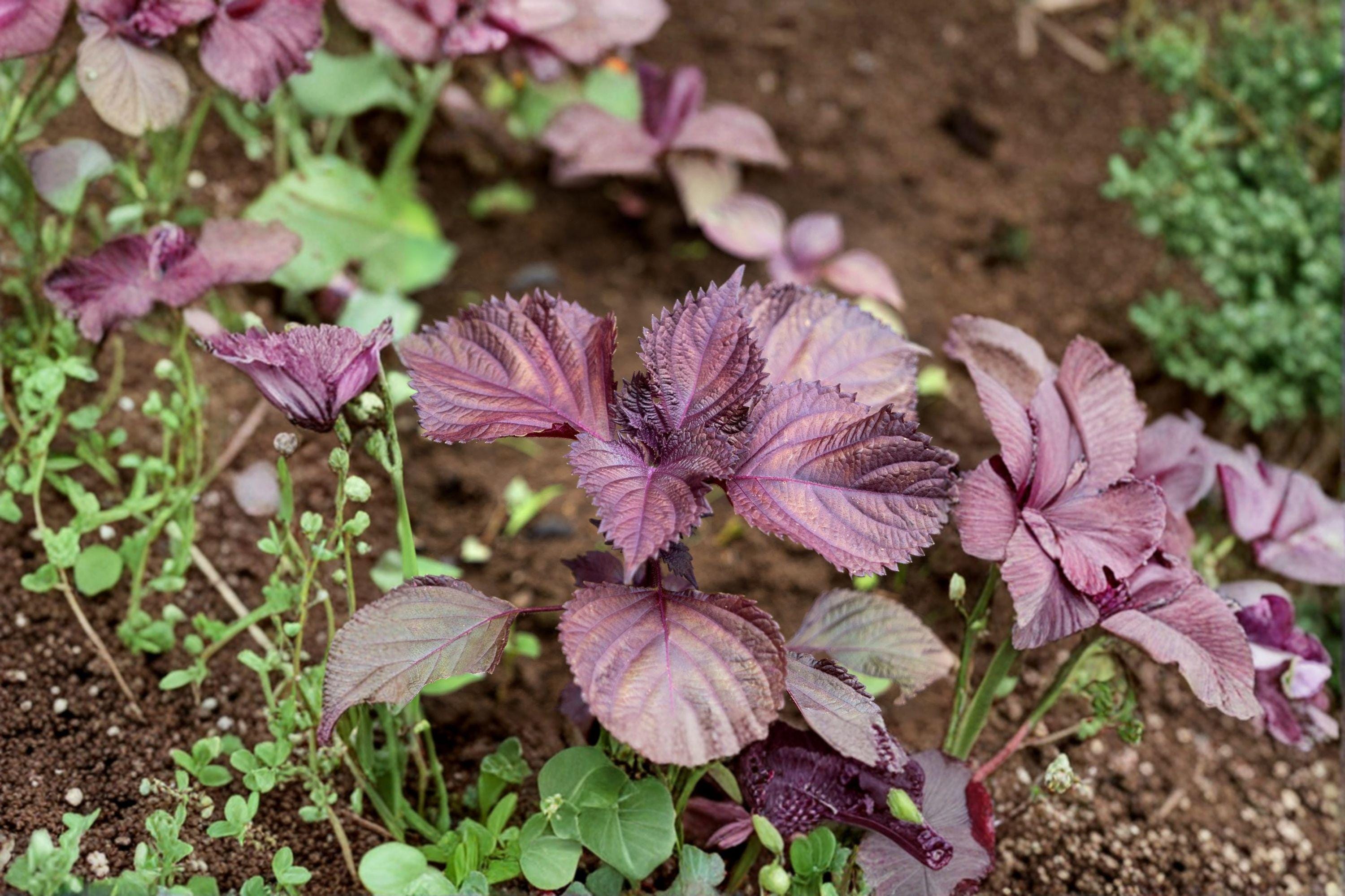Perilla (Shiso) – Red Aka Shiso 100 Seeds | Japanese Red Perilla | Aromatic Herb | Culinary & Pickling Favorite