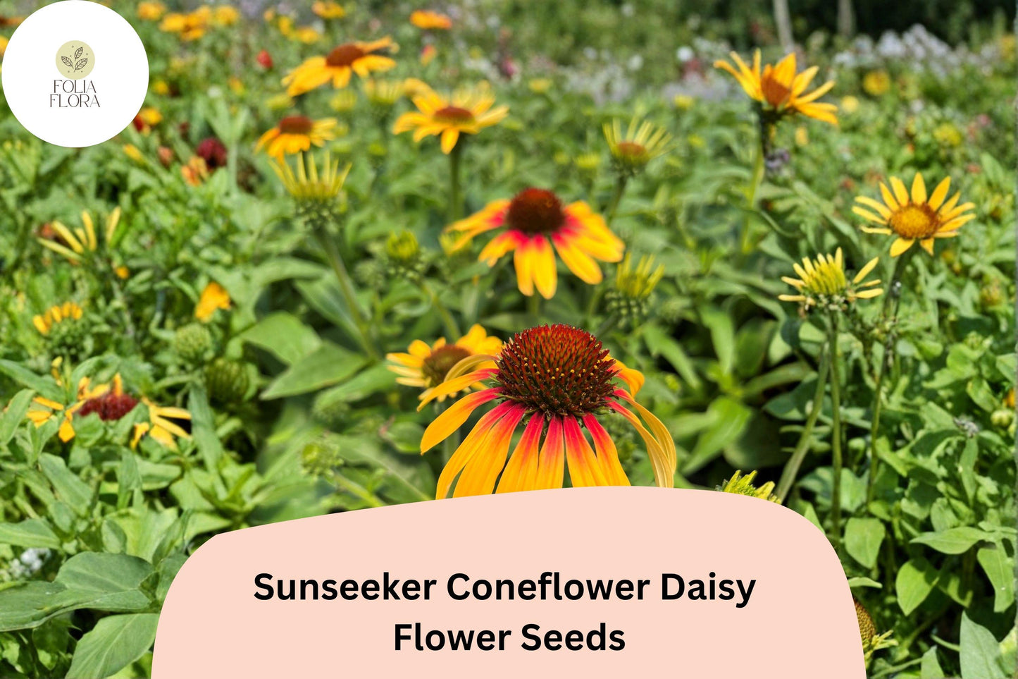 200+ Sunseeker Coneflower Daisy Seeds | Echinacea purpurea | Vibrant Summer Blooms | Easy to Grow Garden Flowers