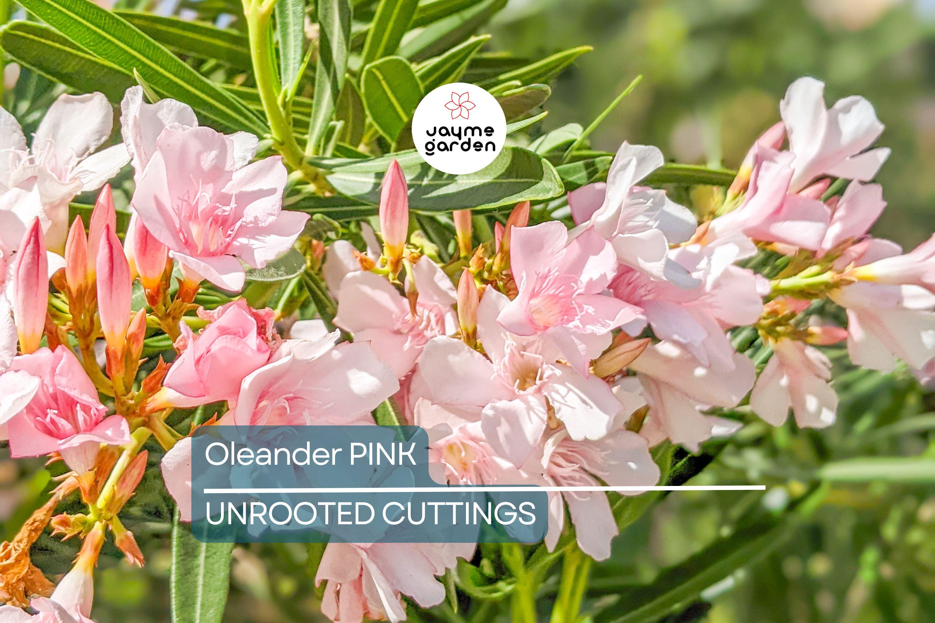 7 Oleander Pink Live Flower Cuttings | 7" Long | Fresh & Healthy | Easy to Root | Ready for Propagation | Organic Plant Cuttings