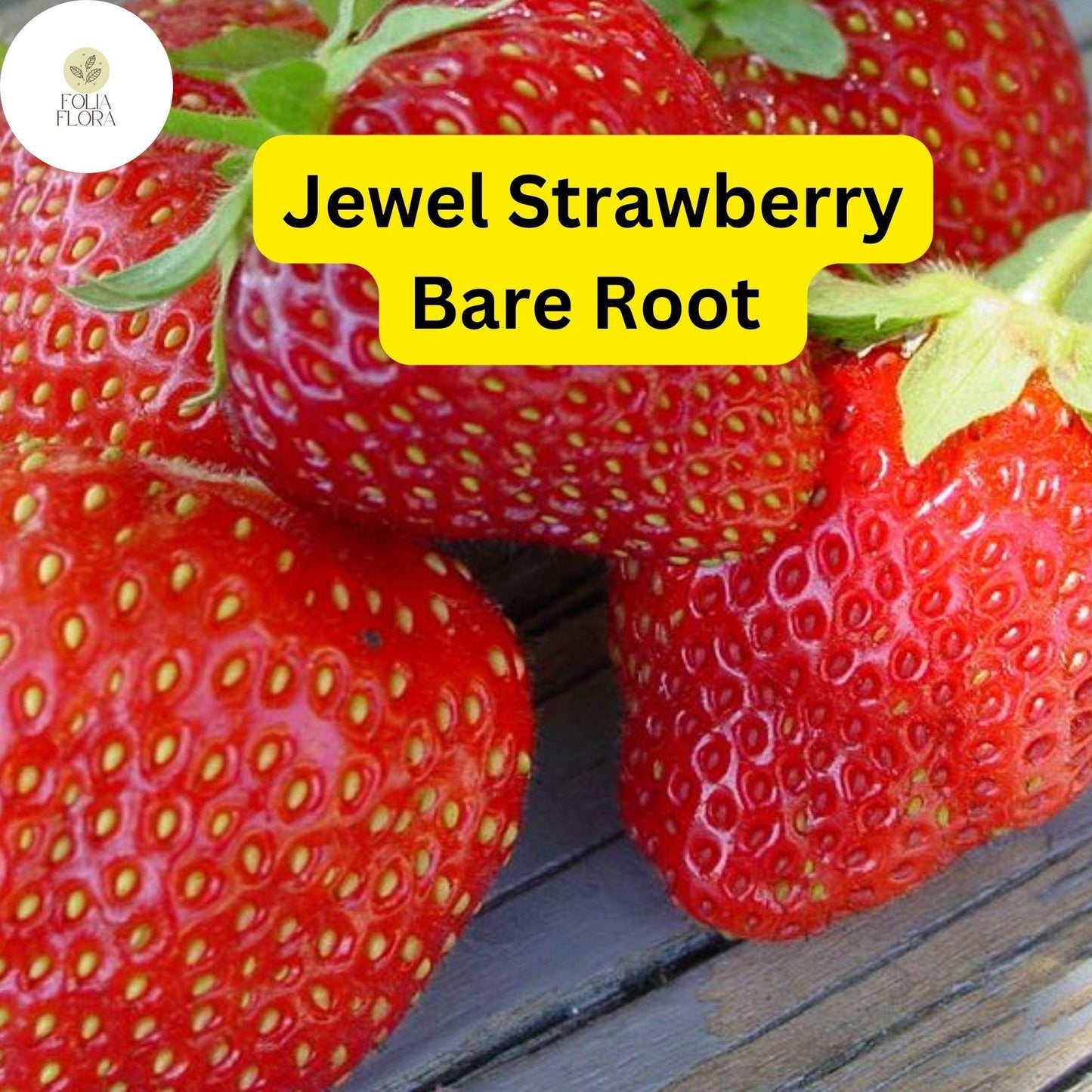 Jewel Strawberry - Fragaria x ananassa - Bare Root Strawberry Plants