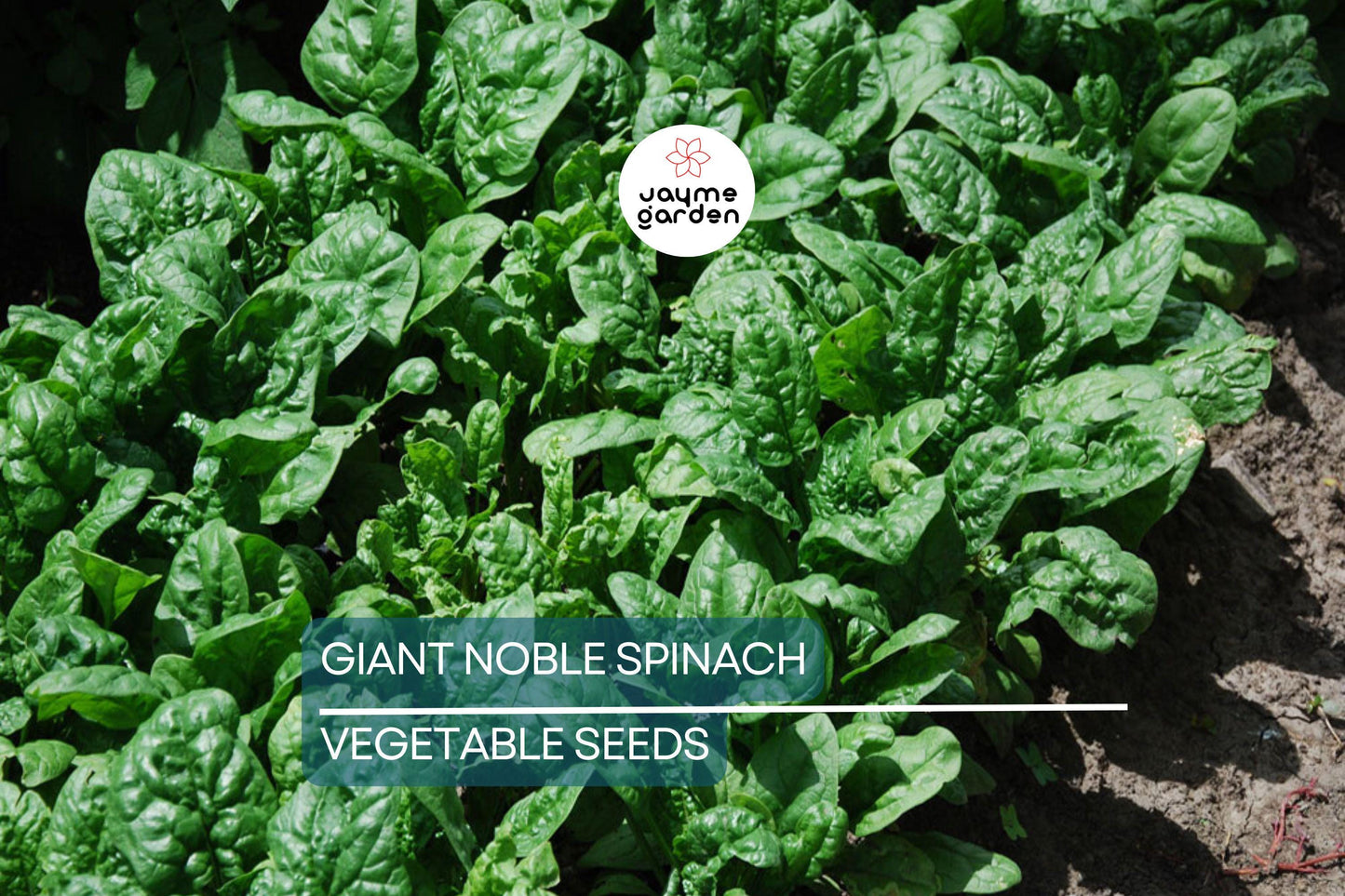500 Giant Noble Spinach Seeds | Non-GMO Heirloom | Long-Standing Variety