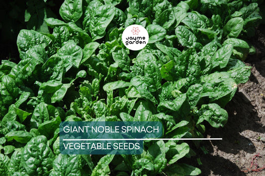 500 Giant Noble Spinach Seeds | Non-GMO Heirloom | Long-Standing Variety