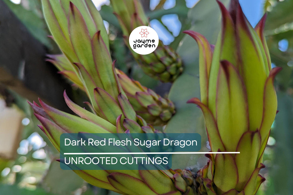 Dark Red Flesh Sugar Dragon Cuttings – 8" to 10" Unrooted Dragon Fruit Cuttings