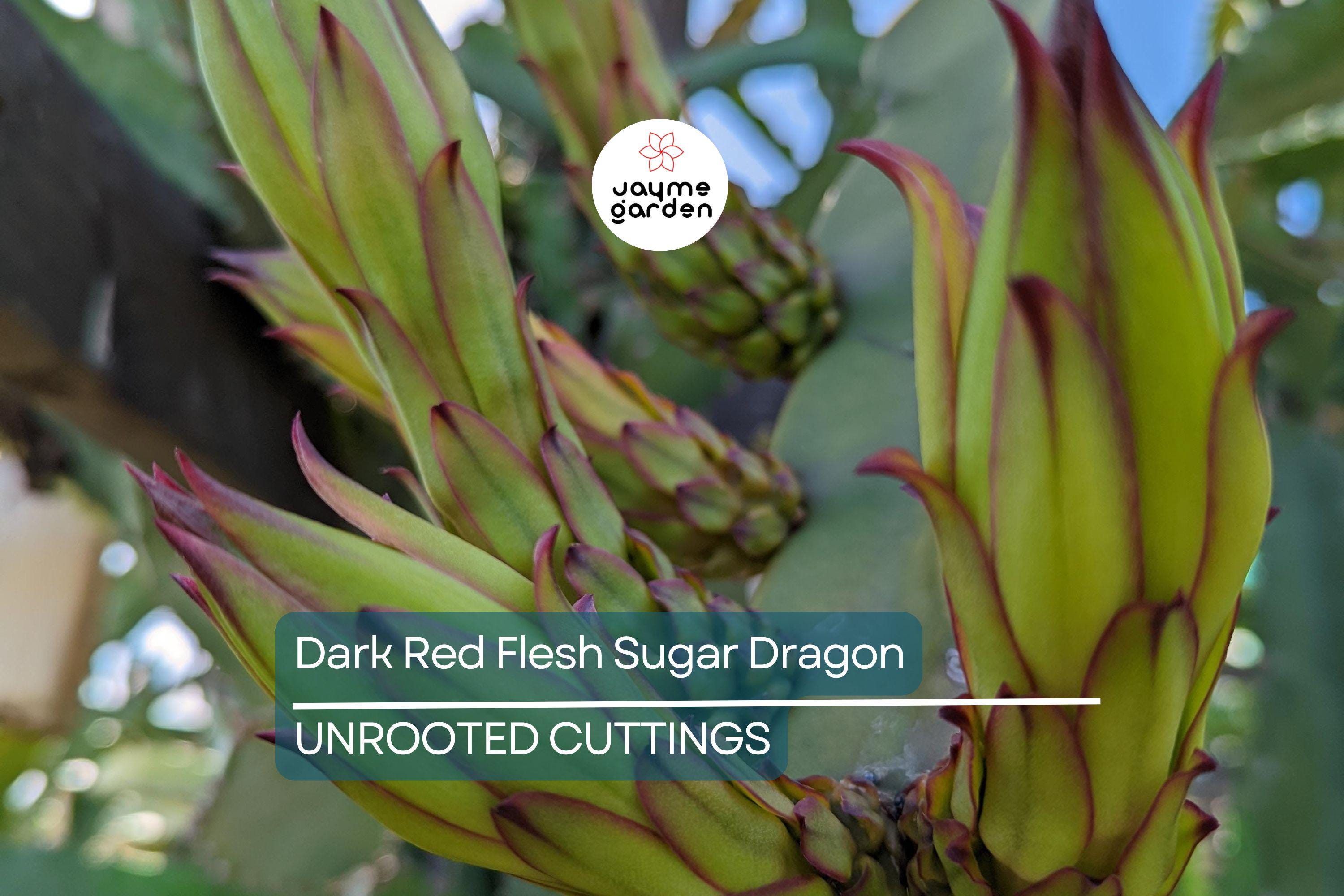 Dark Red Flesh Sugar Dragon Cuttings – 8" to 10" Unrooted Dragon Fruit Cuttings