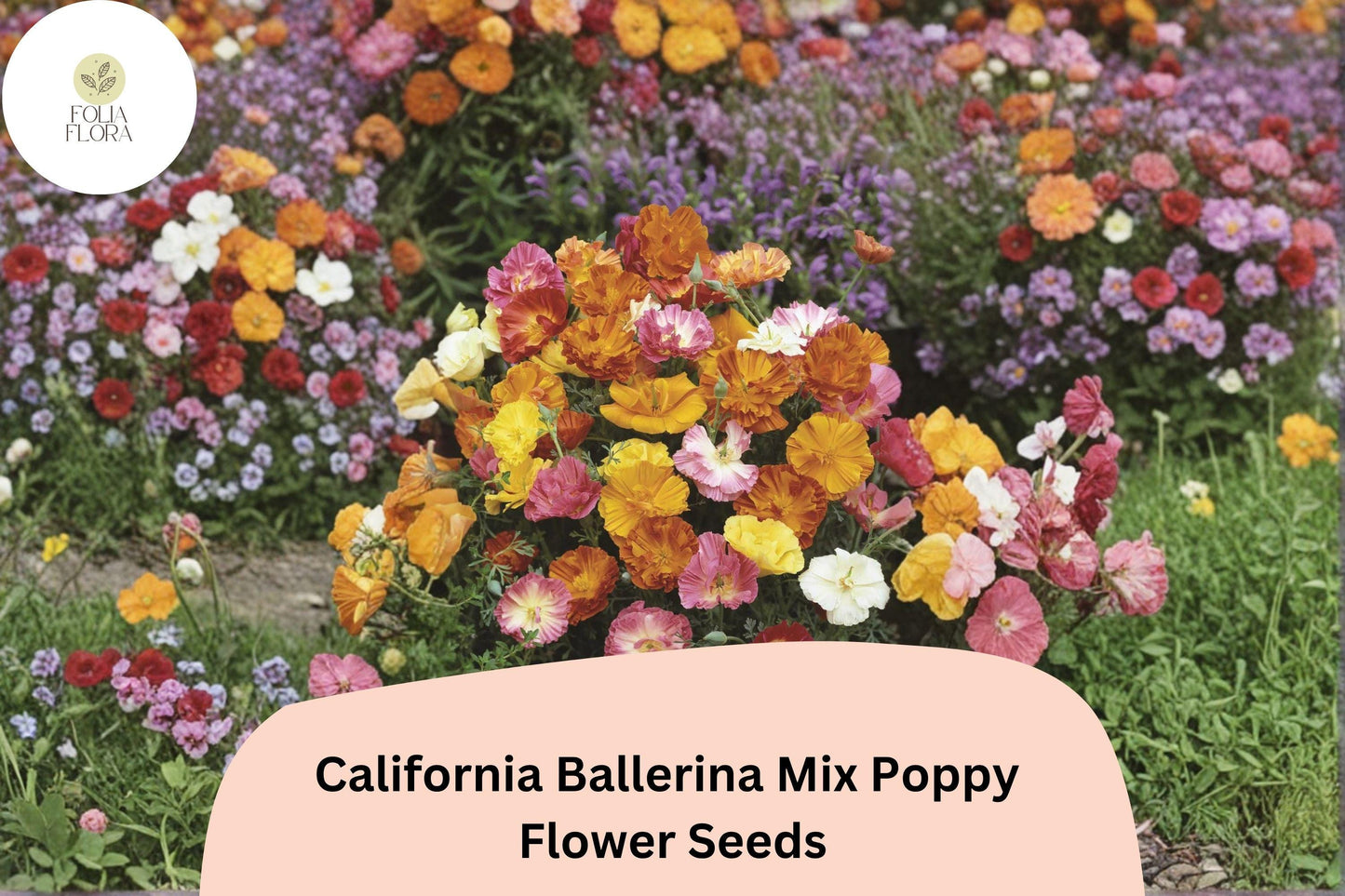 200+ California Ballerina Mix Poppy Seeds | Eschscholzia californica | Mixed Color Blooms | Easy Wildflower Seeds