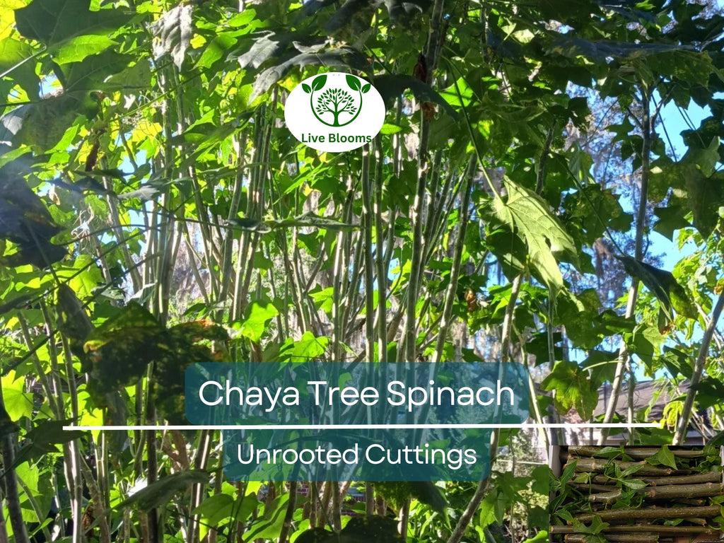 12 Chaya Cuttings Deep Lobed Unrooted 6-8” Long – Edible, Fast-Growing Organic Plant